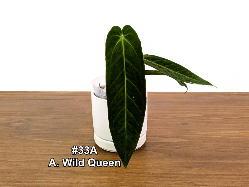 Anthurium Wild Queen (A. Wild Arrow x warocqueanum)