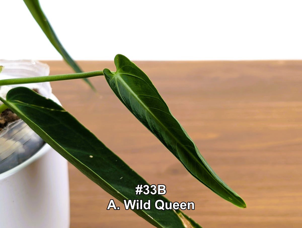 Anthurium Wild Queen (A. Wild Arrow x warocqueanum)