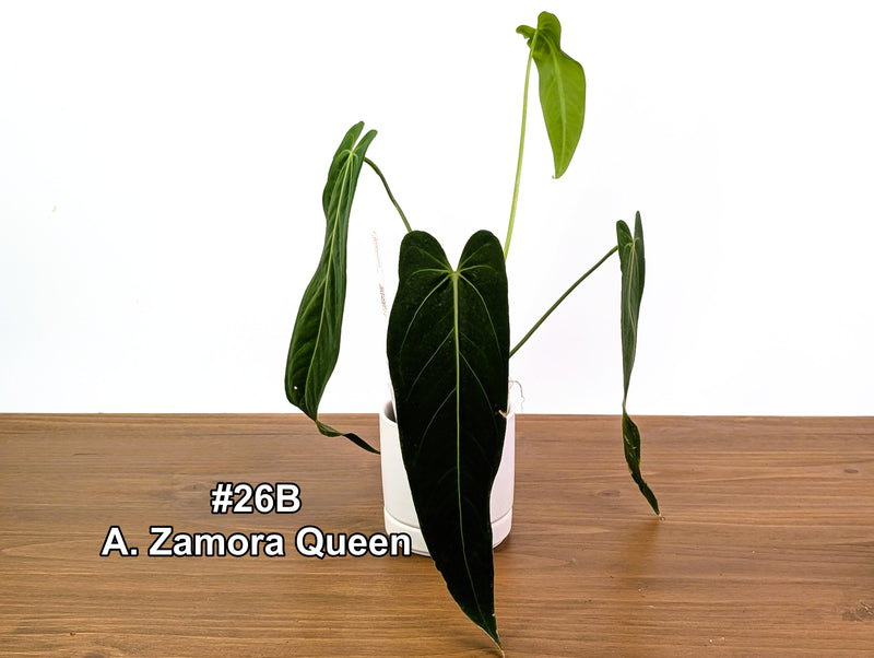 Anthurium Zamora Queen Exact Plants - Choose Yours