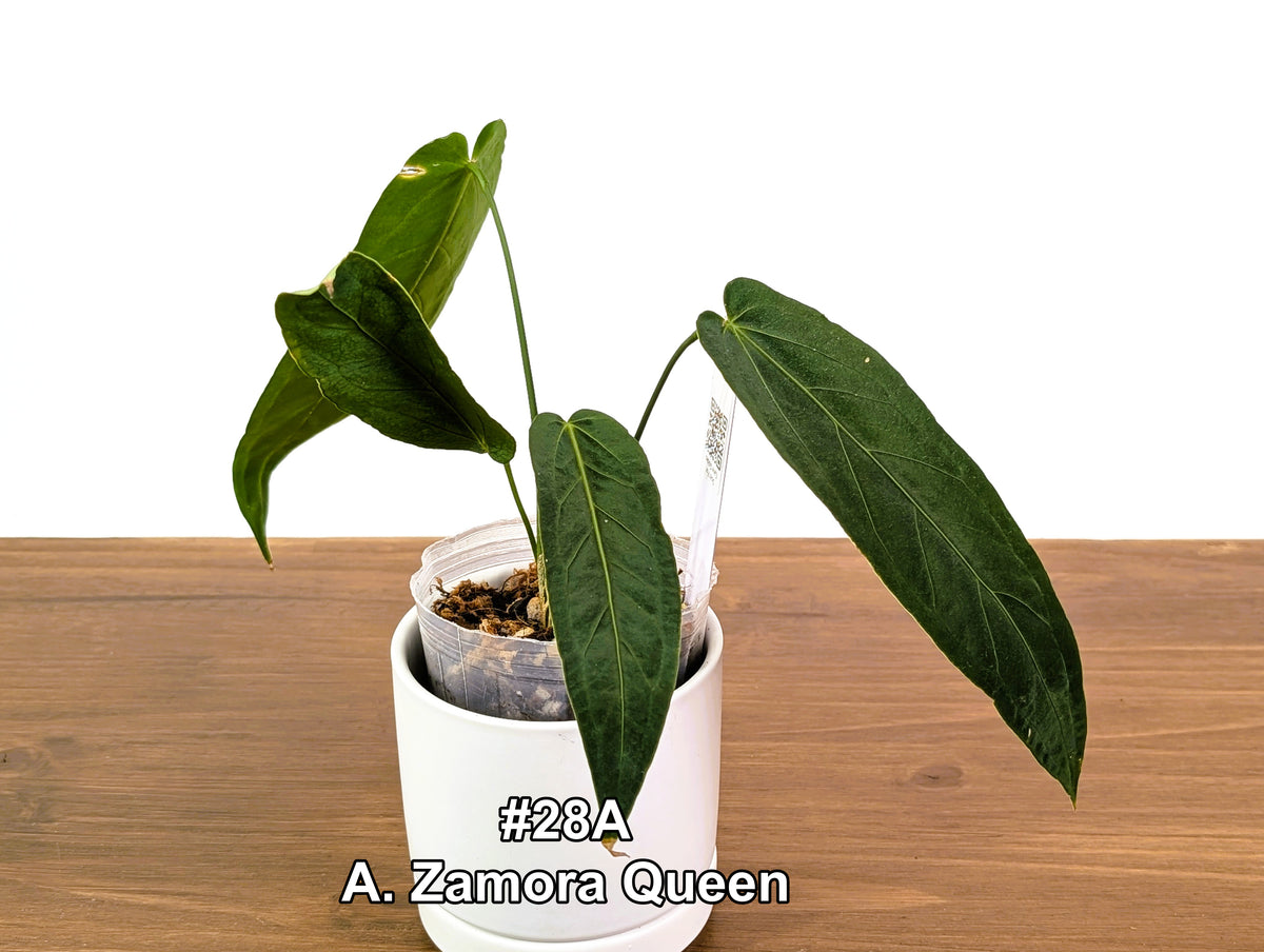 Anthurium Zamora Queen Exact Plants - Choose Yours