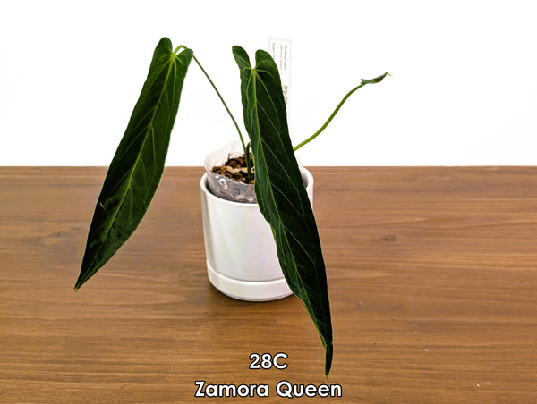 Anthurium Zamora Queen Exact Plants - Choose Yours
