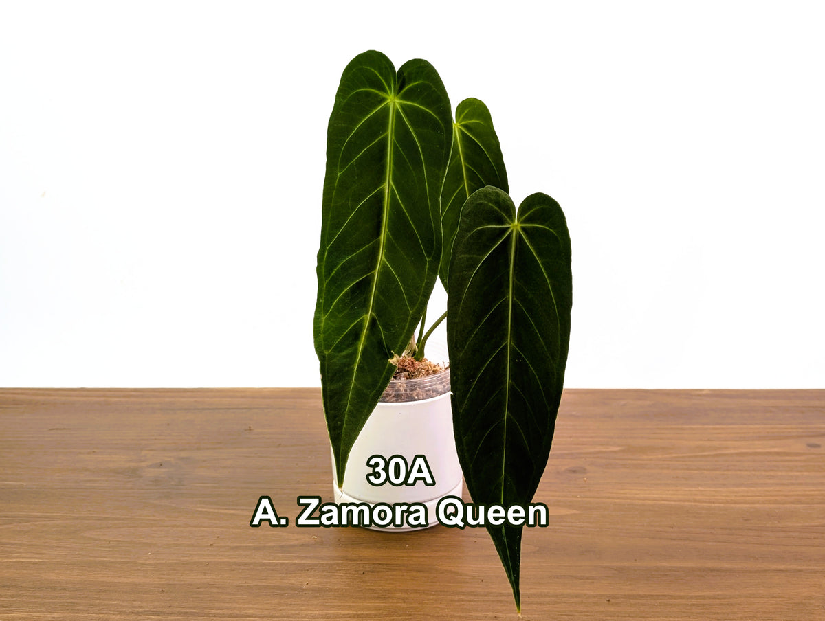 Anthurium Zamora Queen Exact Plants - Choose Yours