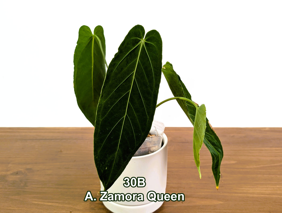 Anthurium Zamora Queen Exact Plants - Choose Yours