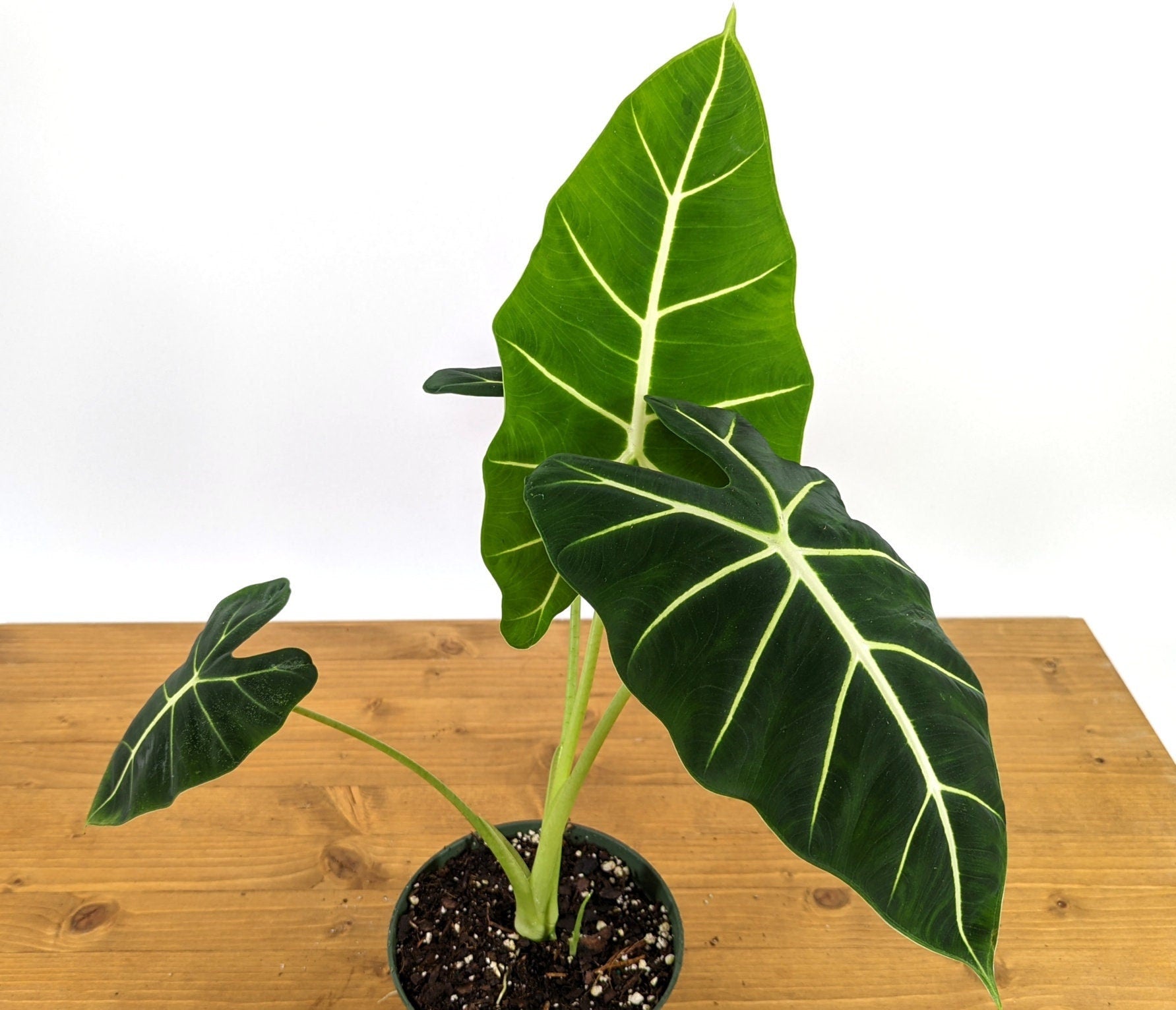 Alocasia Frydek
