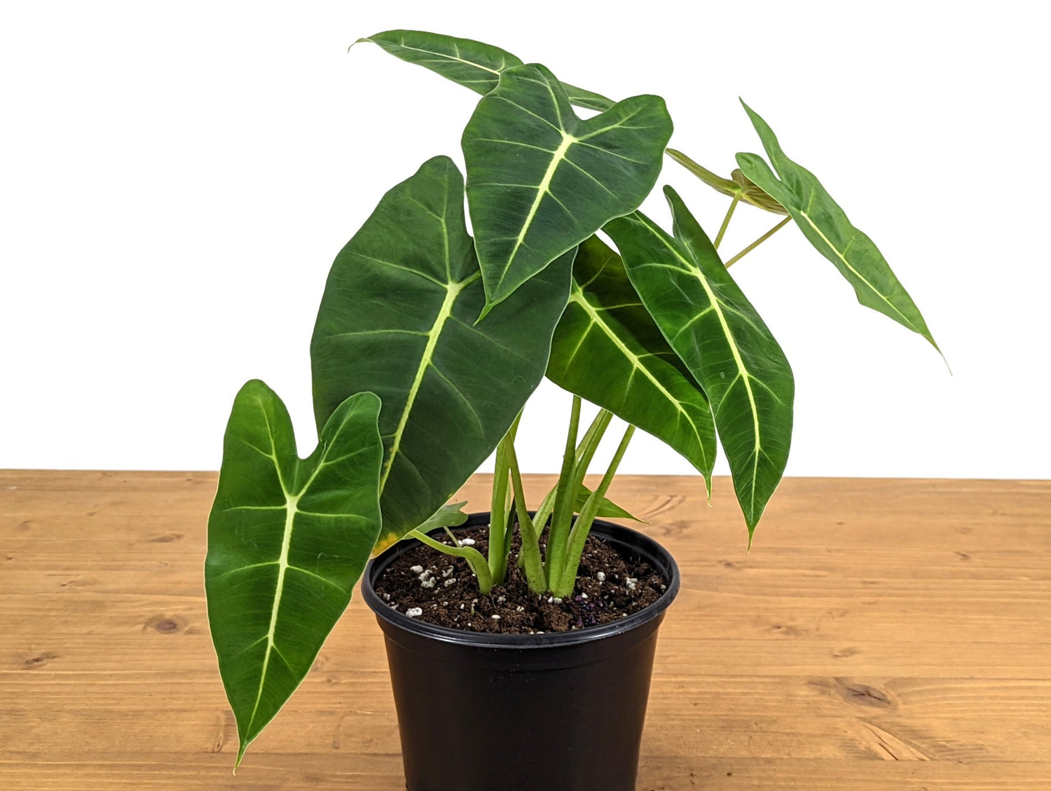 Alocasia Frydek