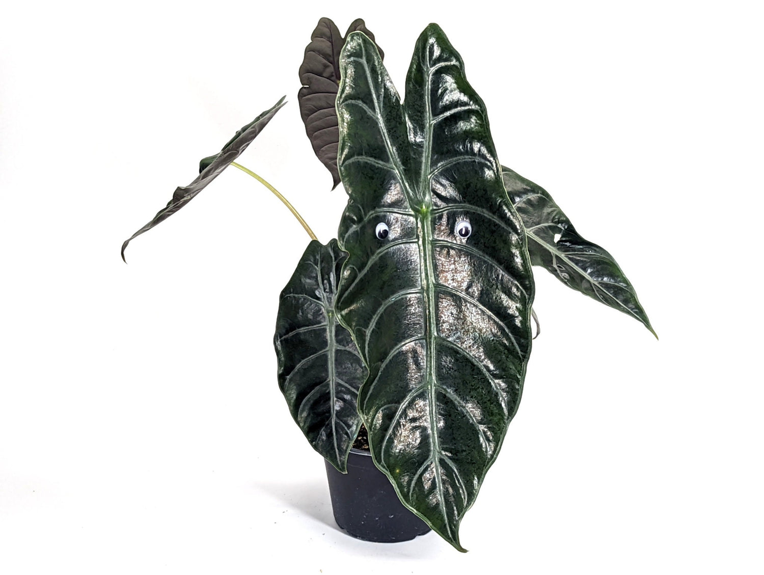 Alocasia Chantrieri