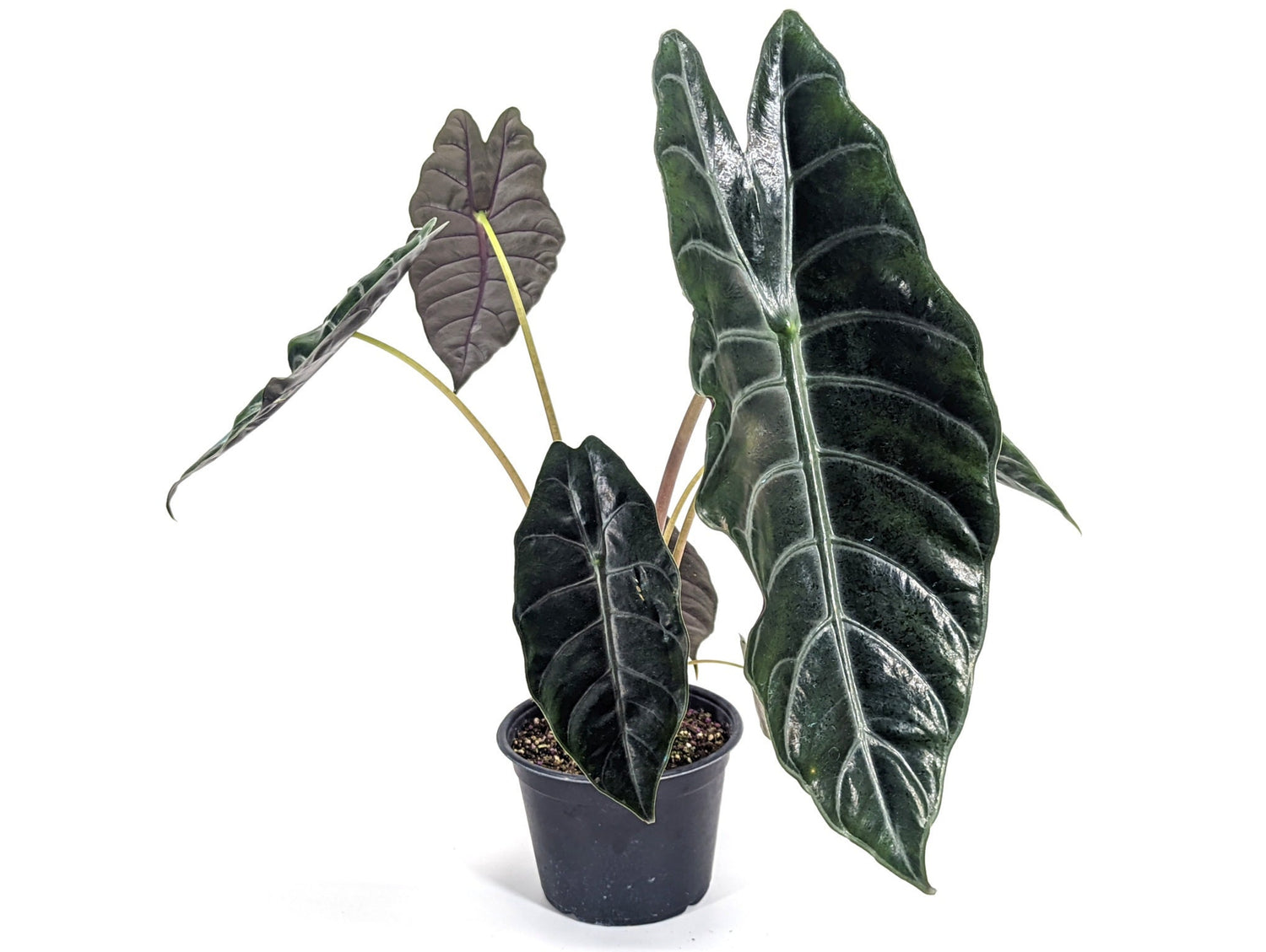 Alocasia Chantrieri