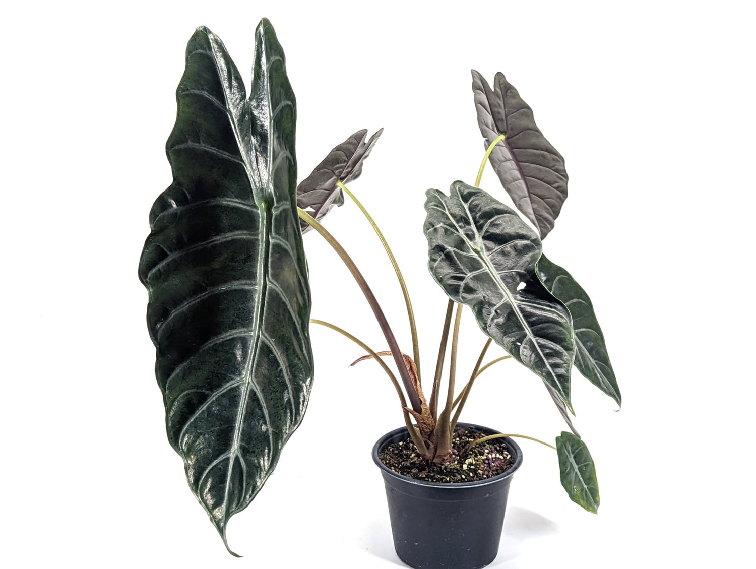 Alocasia Chantrieri