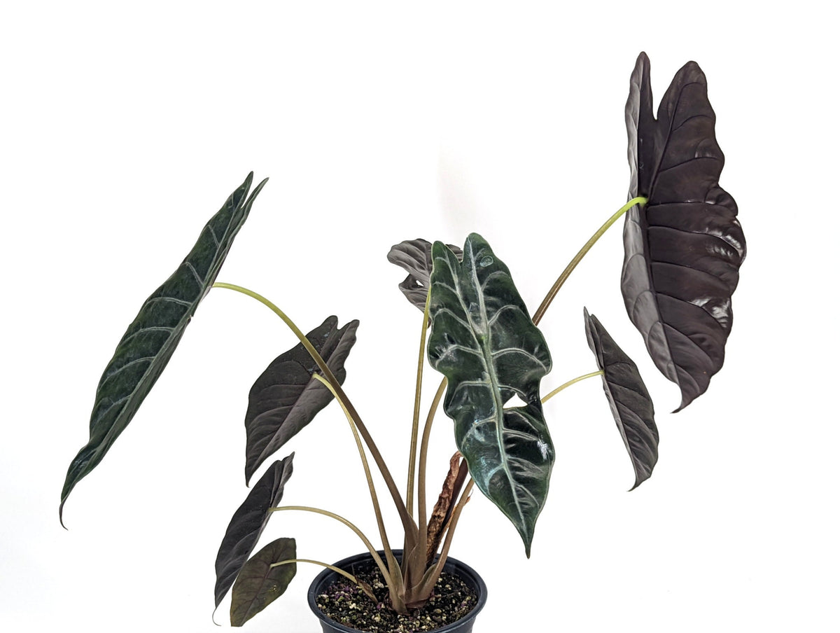 Alocasia Chantrieri