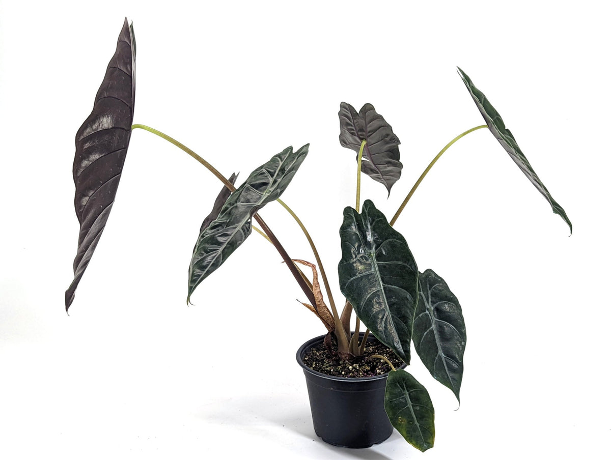 Alocasia Chantrieri