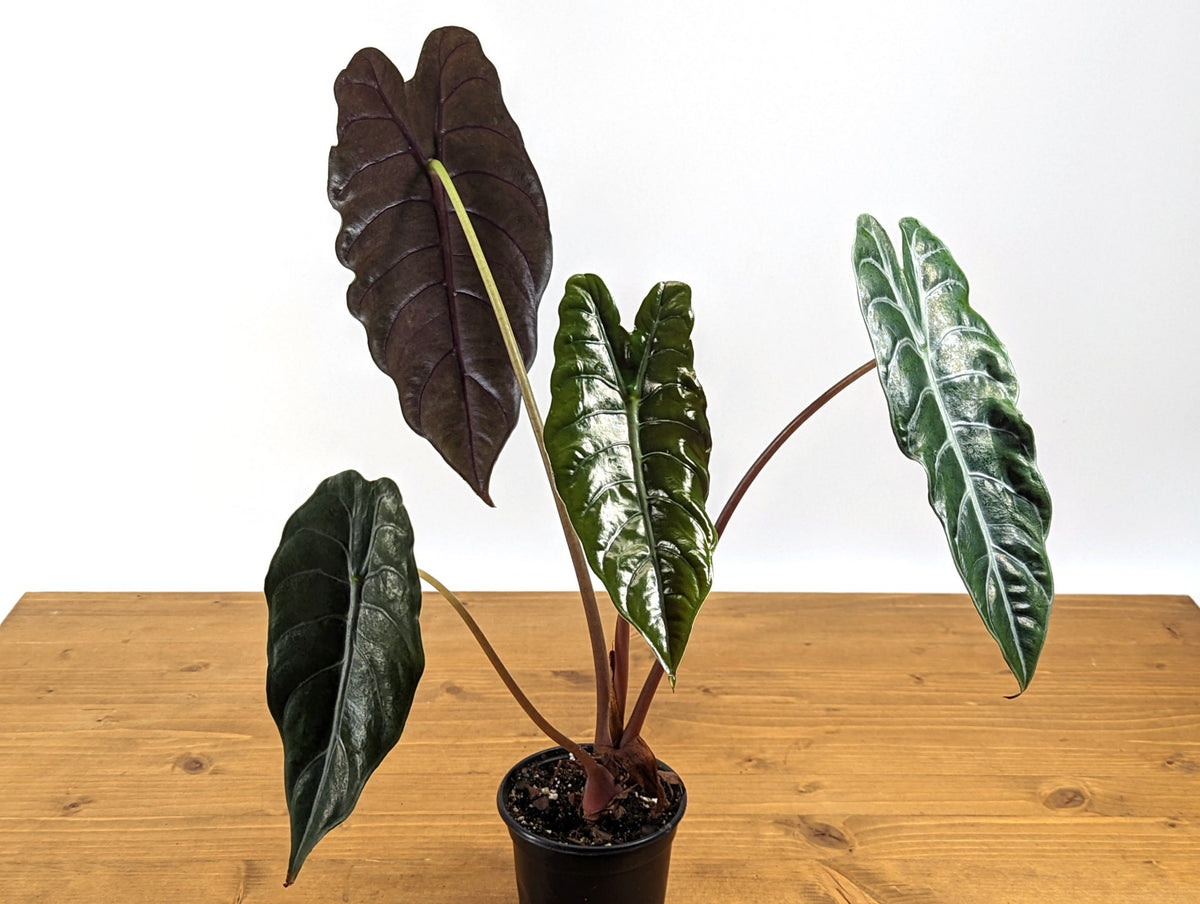 Alocasia Chantrieri