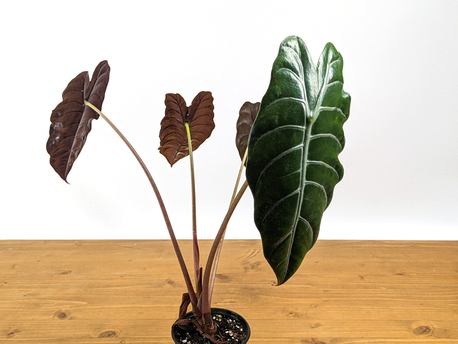 Alocasia Chantrieri