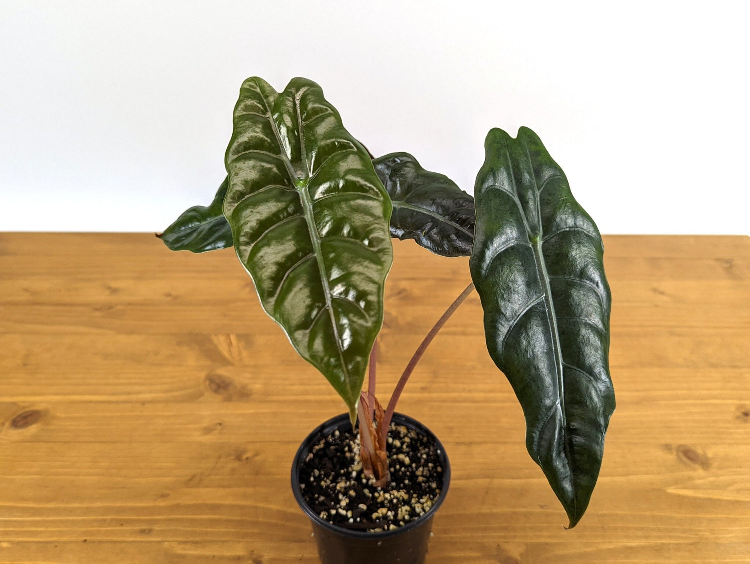 Alocasia Chantrieri
