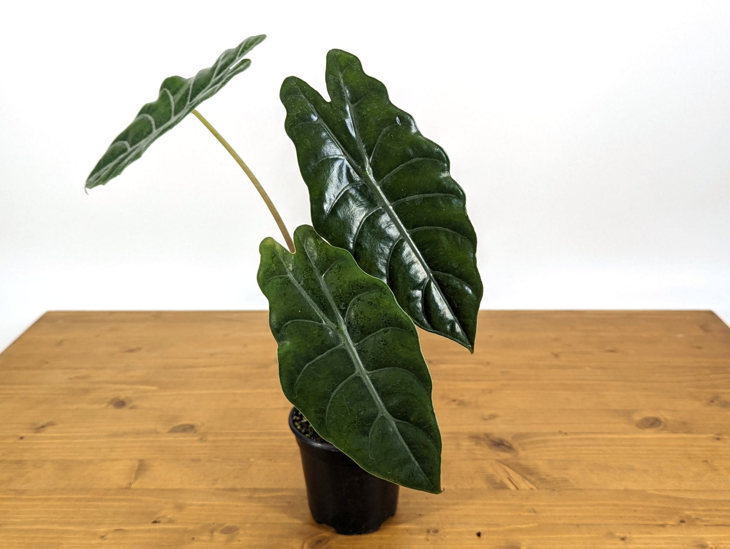Alocasia Chantrieri