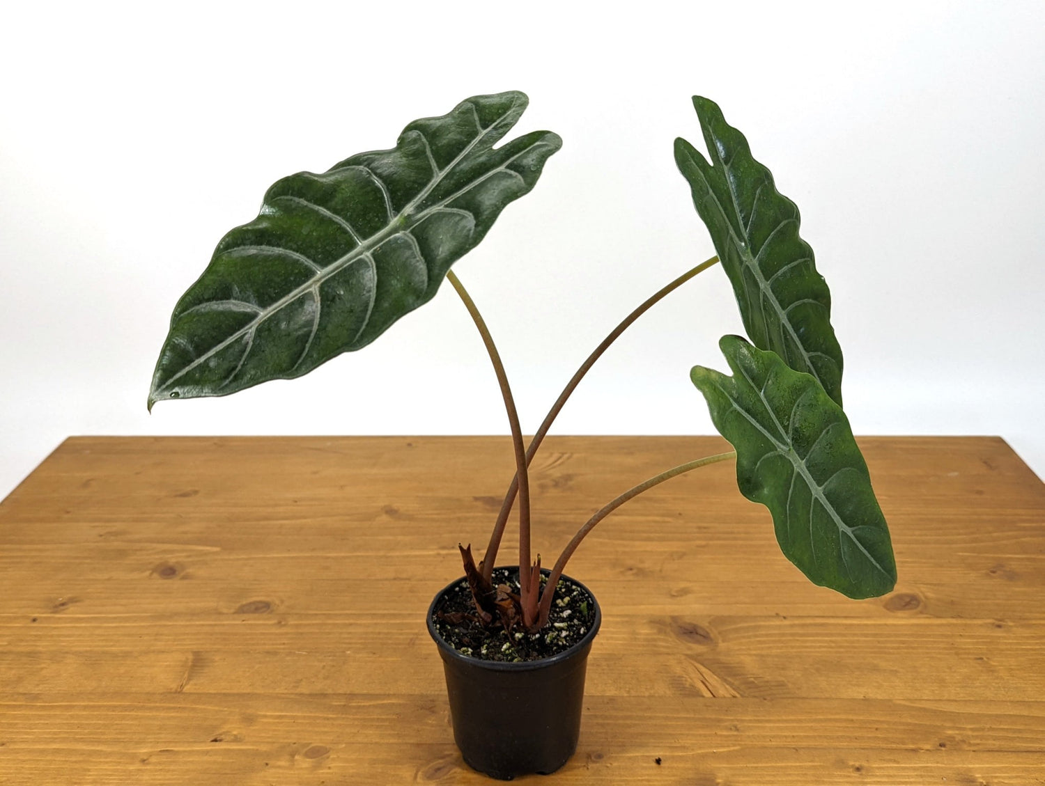 Alocasia Chantrieri