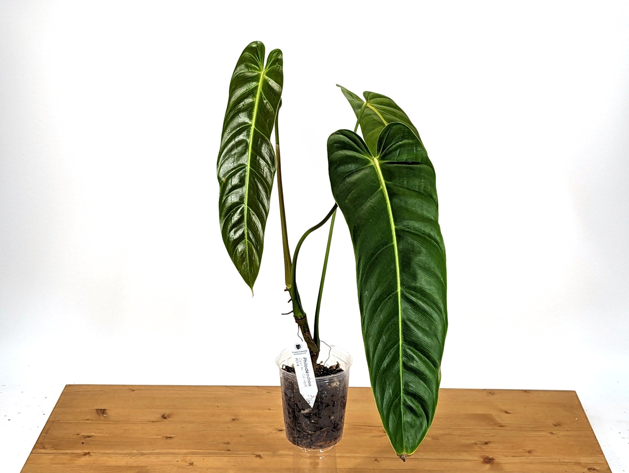philodendron green sky Philodendron Green Sky