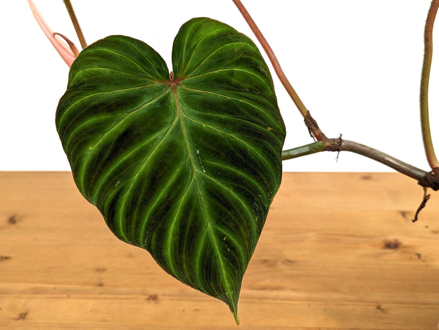 Philodendron Verrucosum &
