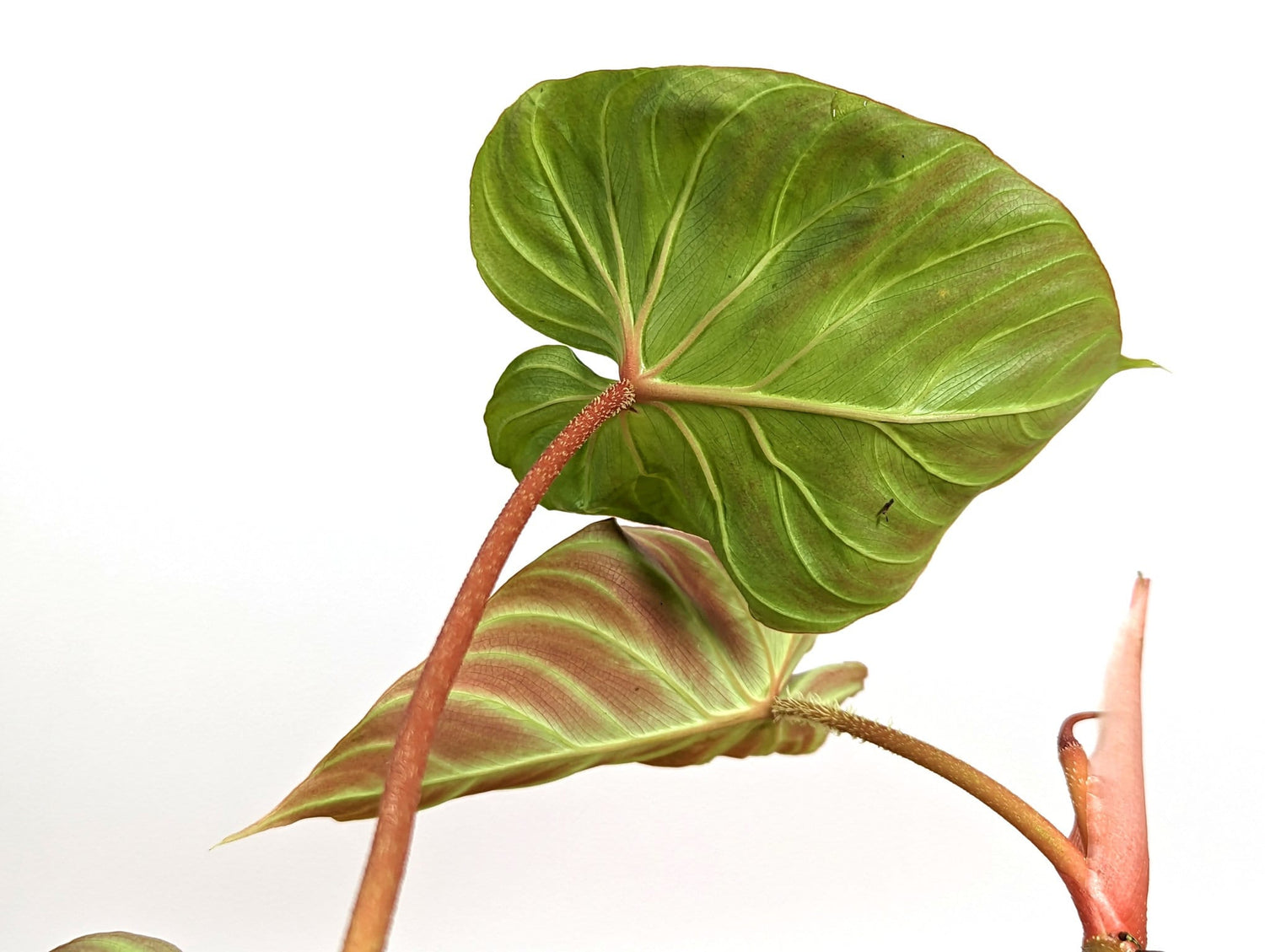 Philodendron Verrucosum &