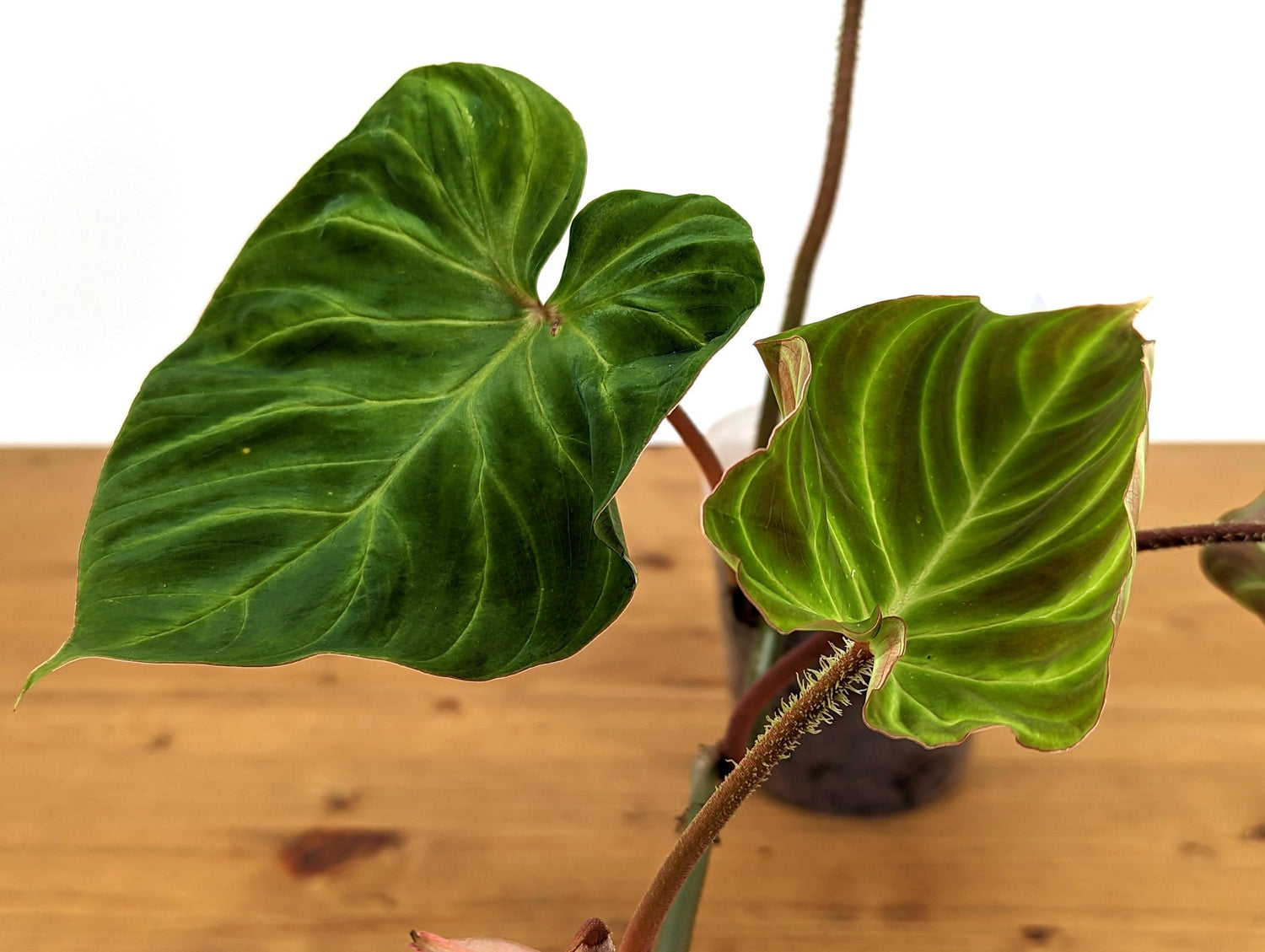 Philodendron Verrucosum &