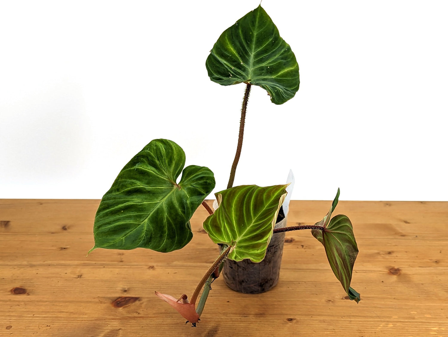 Philodendron Verrucosum &