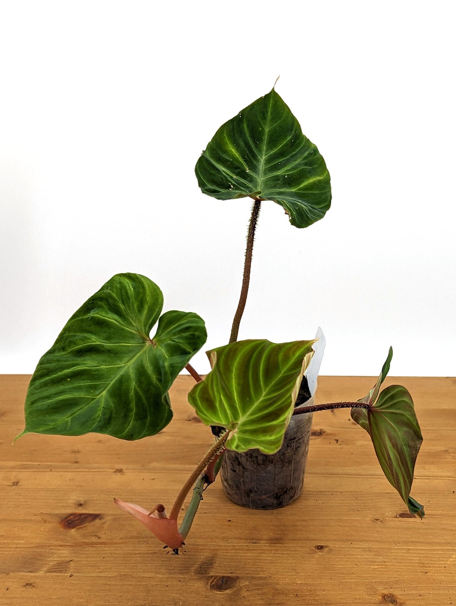 Philodendron Verrucosum &