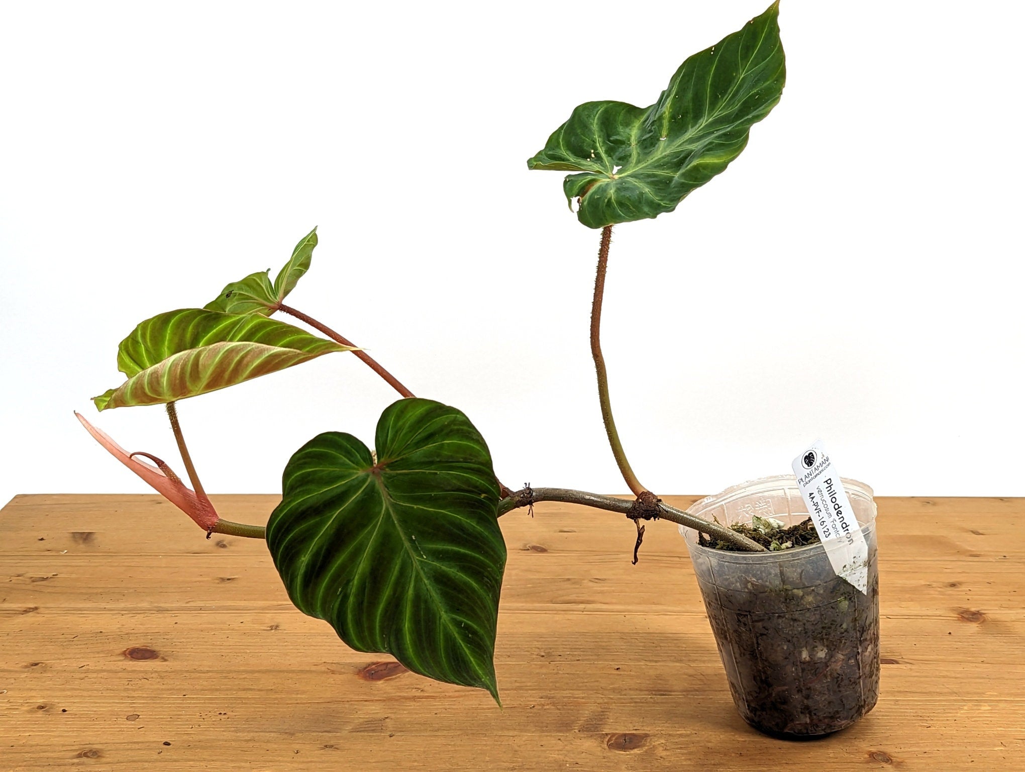 Philodendron Verrucosum &