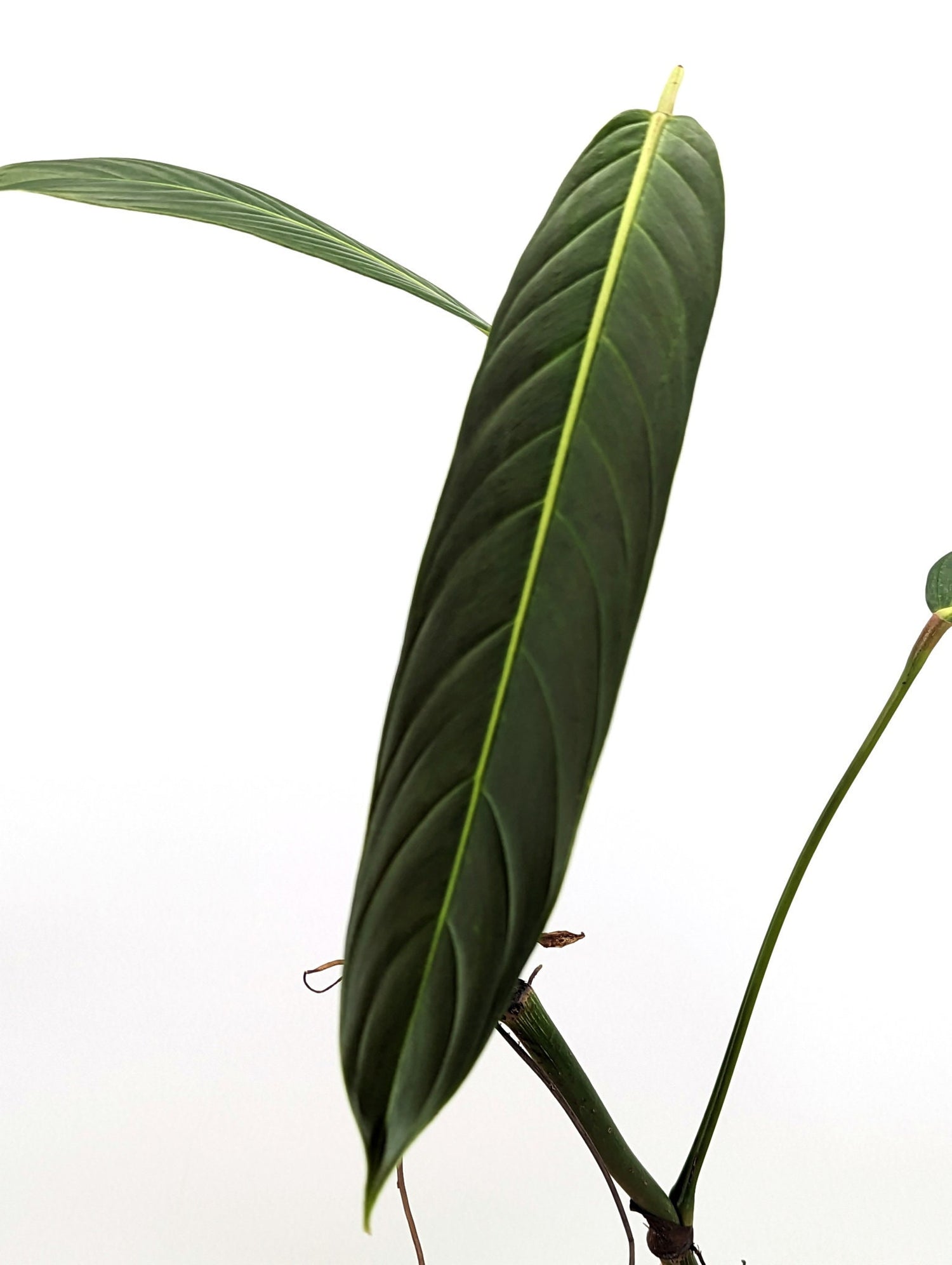 Philodendron Heterocraspedon