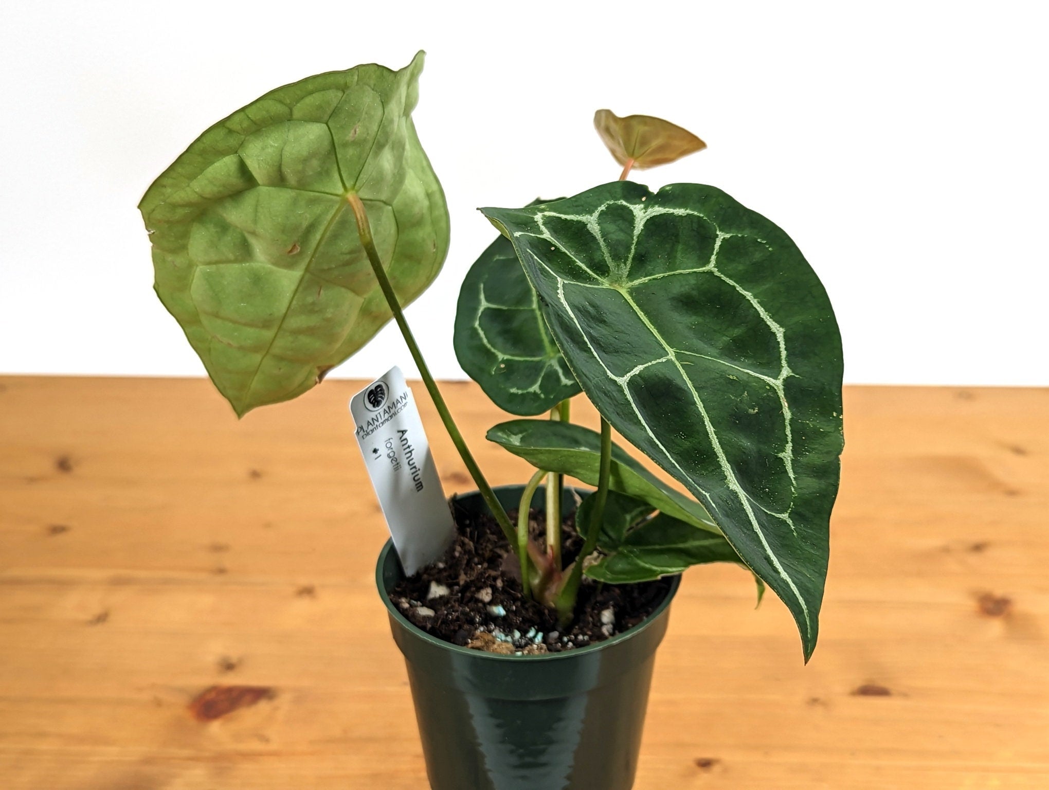 Anthurium Forgetii