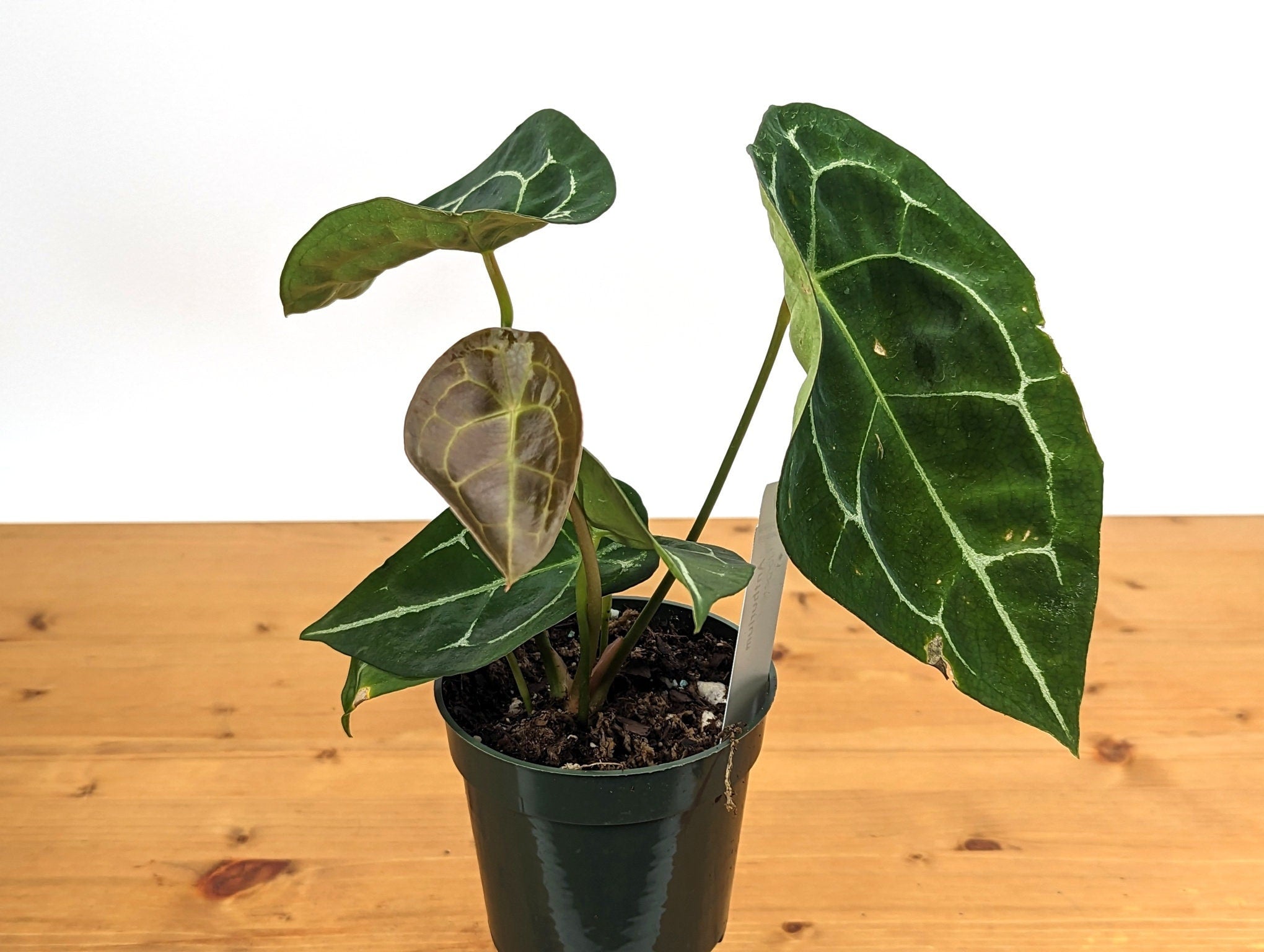 Anthurium Forgetii