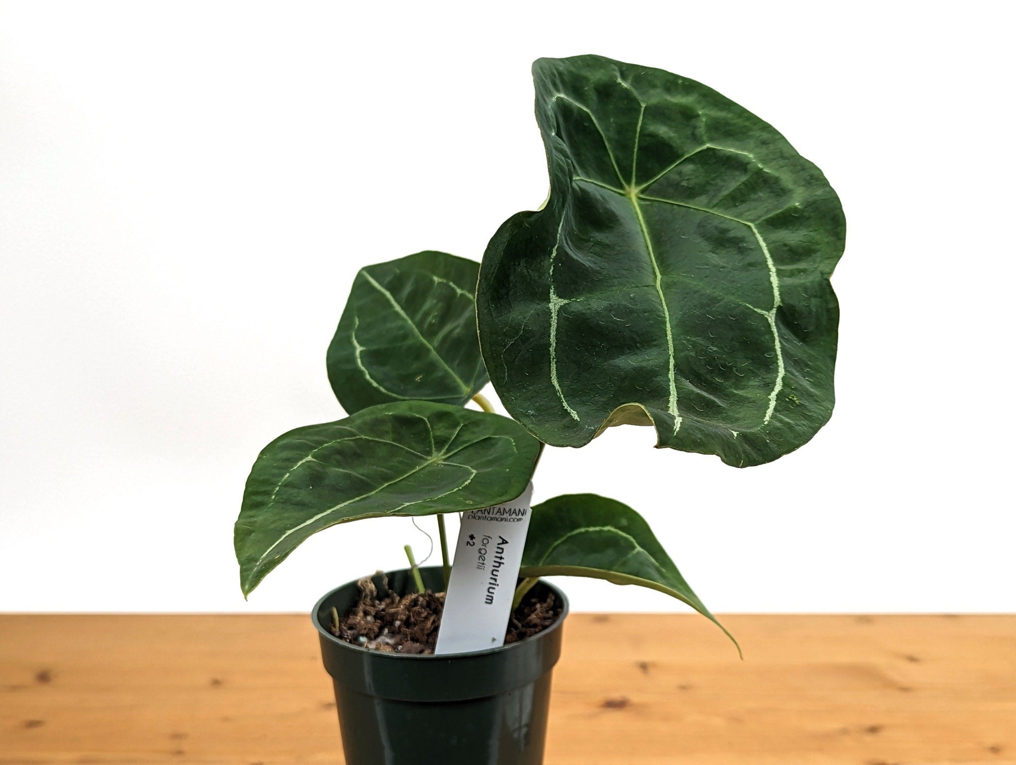 Anthurium Forgetii