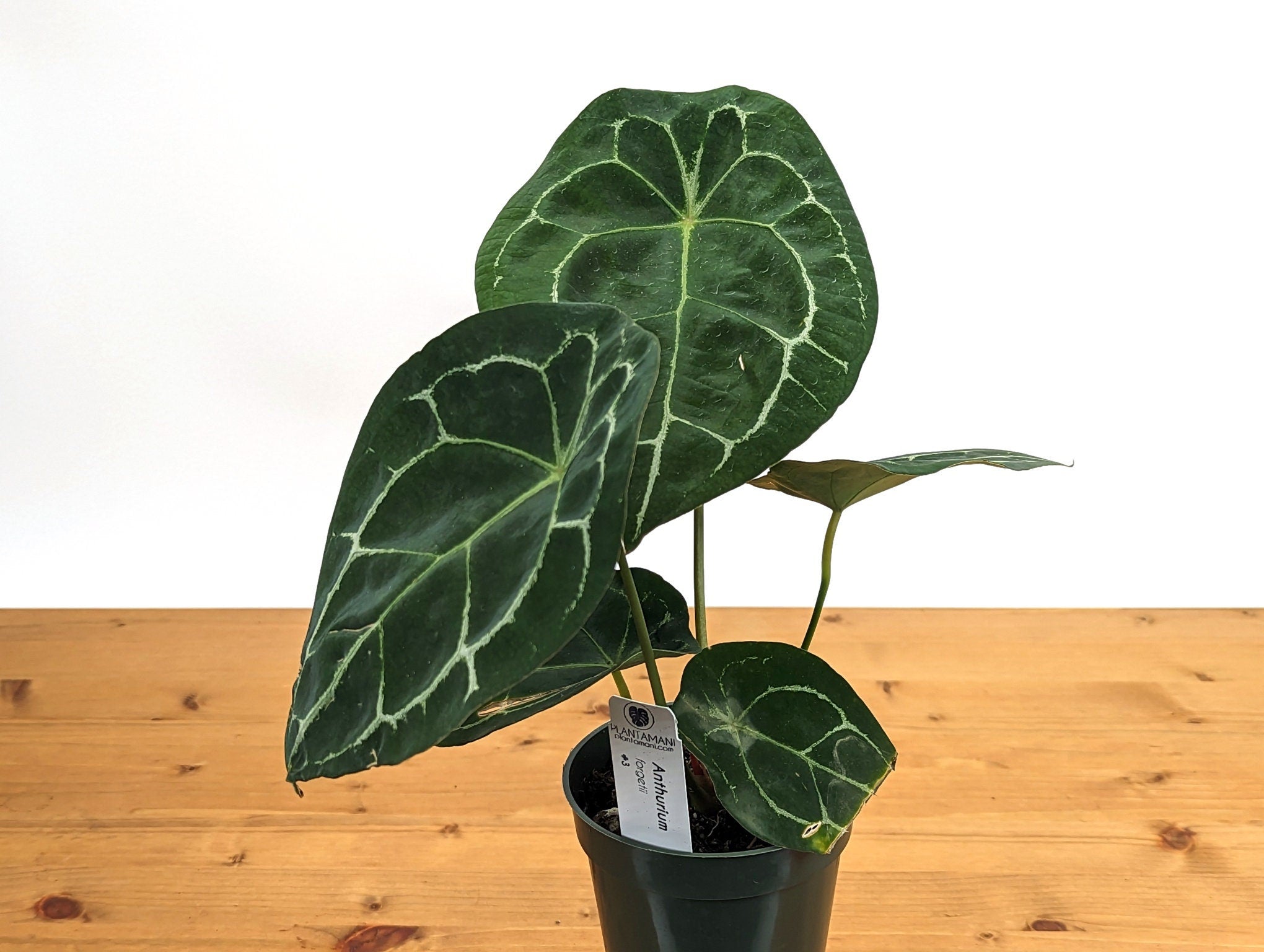 Anthurium Forgetii