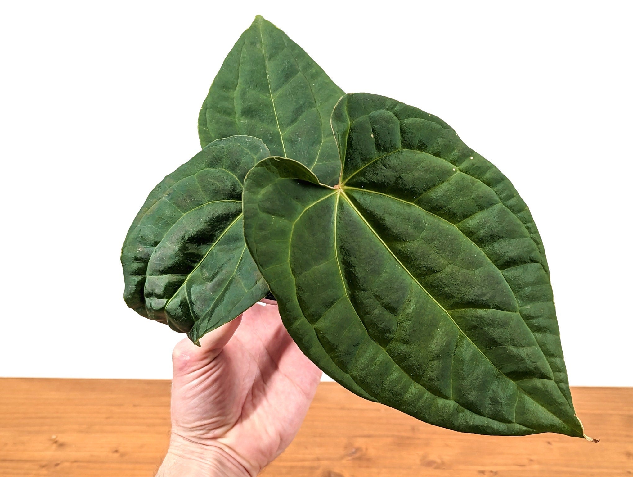 Anthurium Raven Soul (Crystallinum x Luxurians)