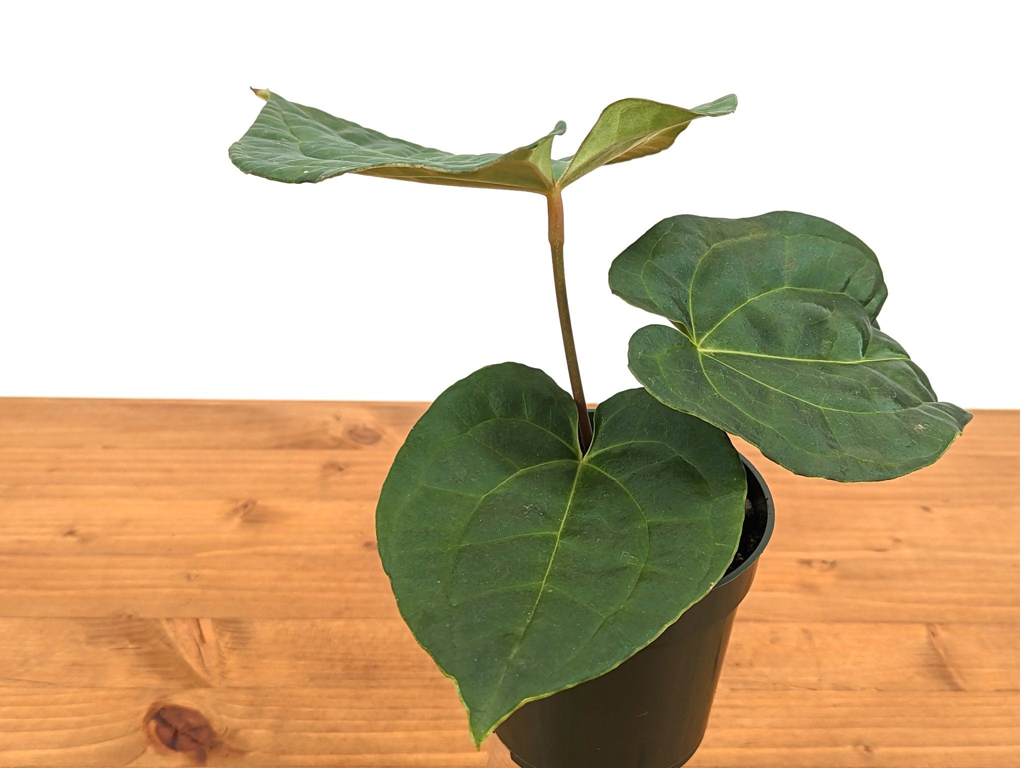 Anthurium Raven Soul (Crystallinum x Luxurians)