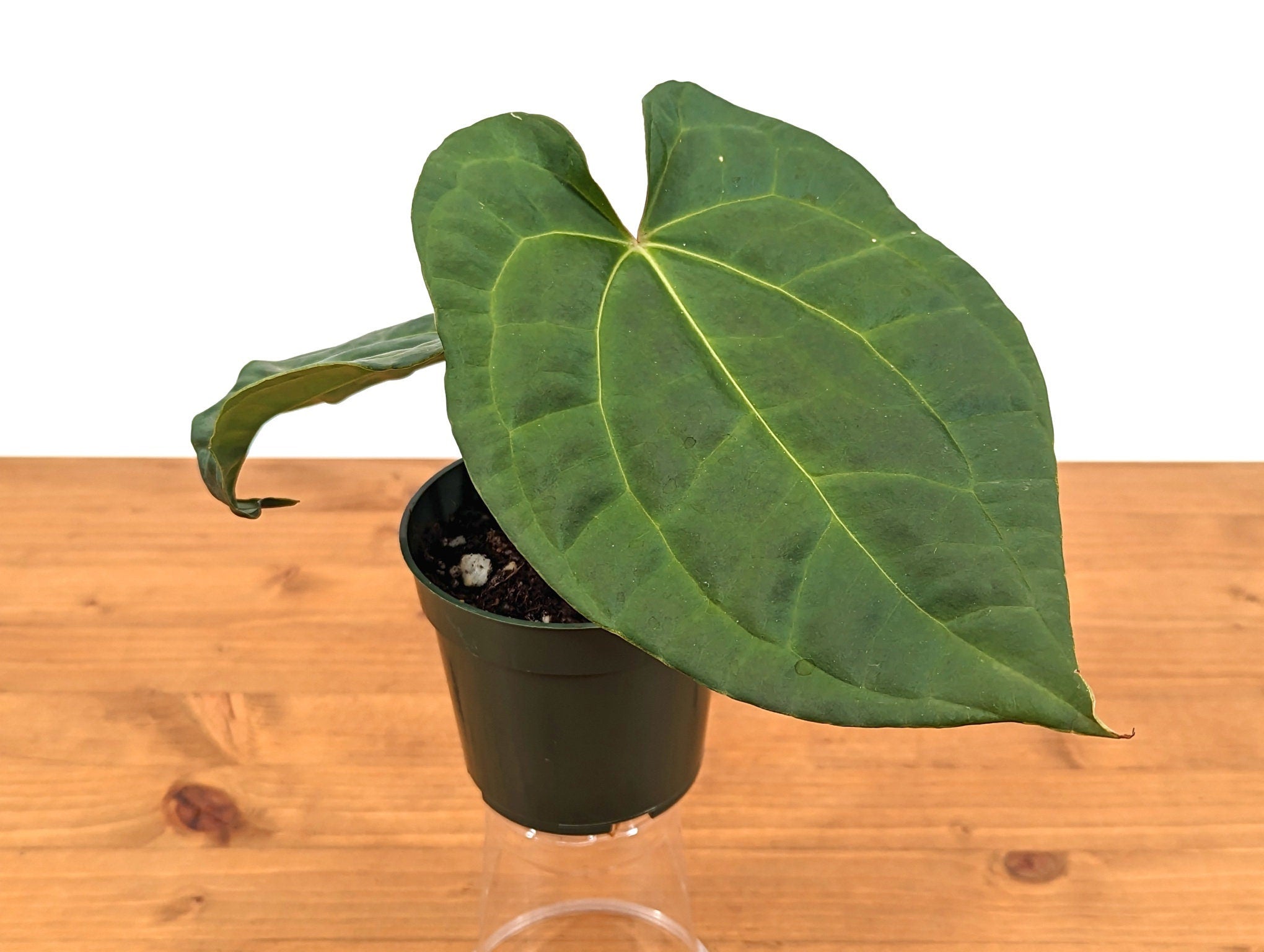 Anthurium Raven Soul (Crystallinum x Luxurians)