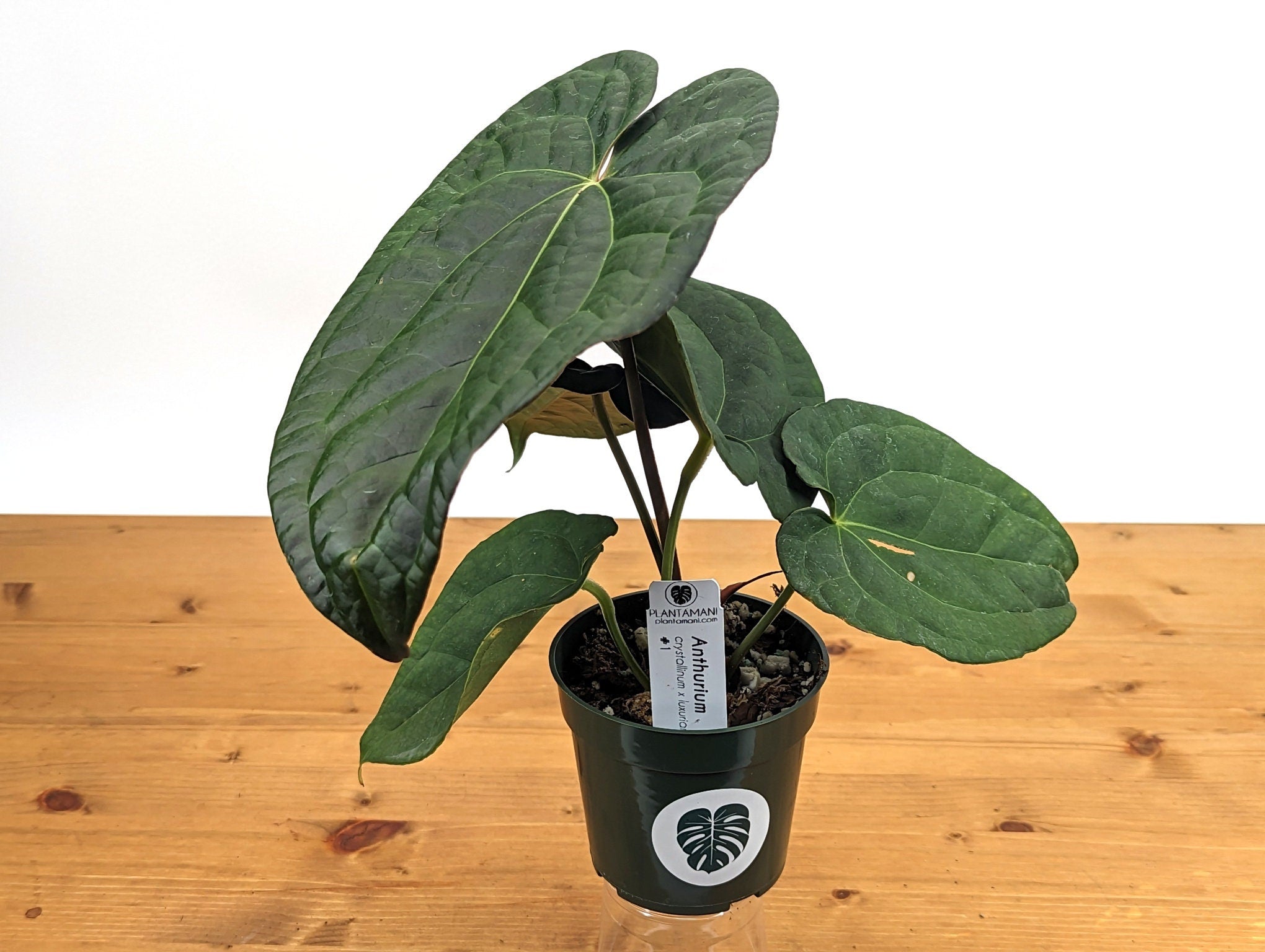 Anthurium Raven Soul (Crystallinum x Luxurians)