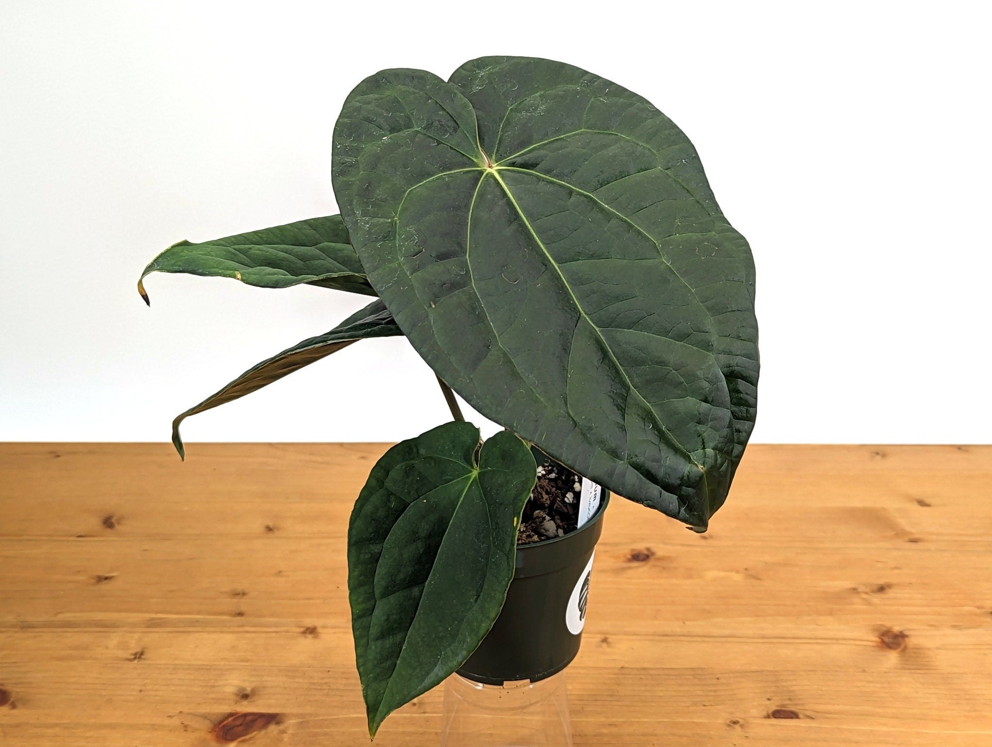 Anthurium Raven Soul (Crystallinum x Luxurians)