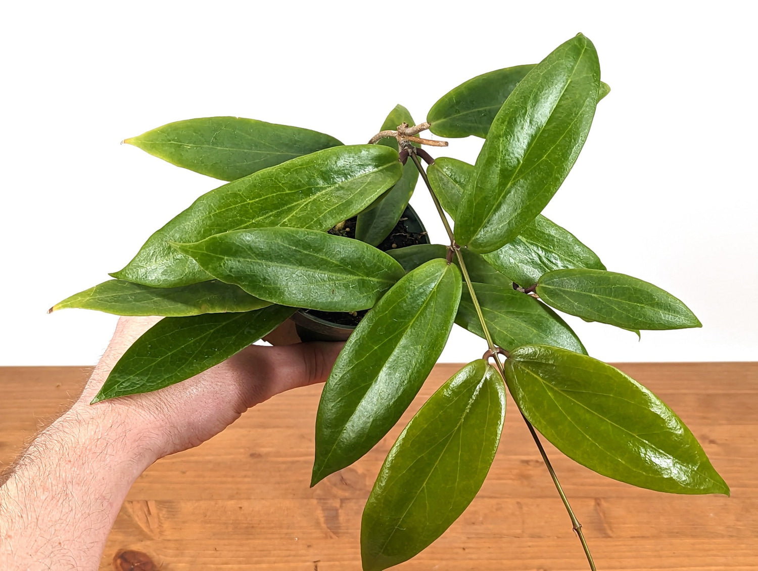 Hoya ilagiorum