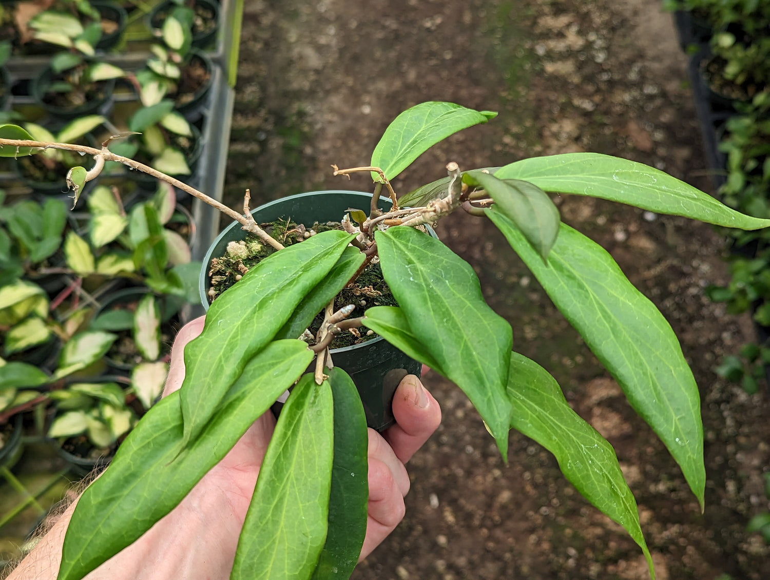 Hoya ilagiorum