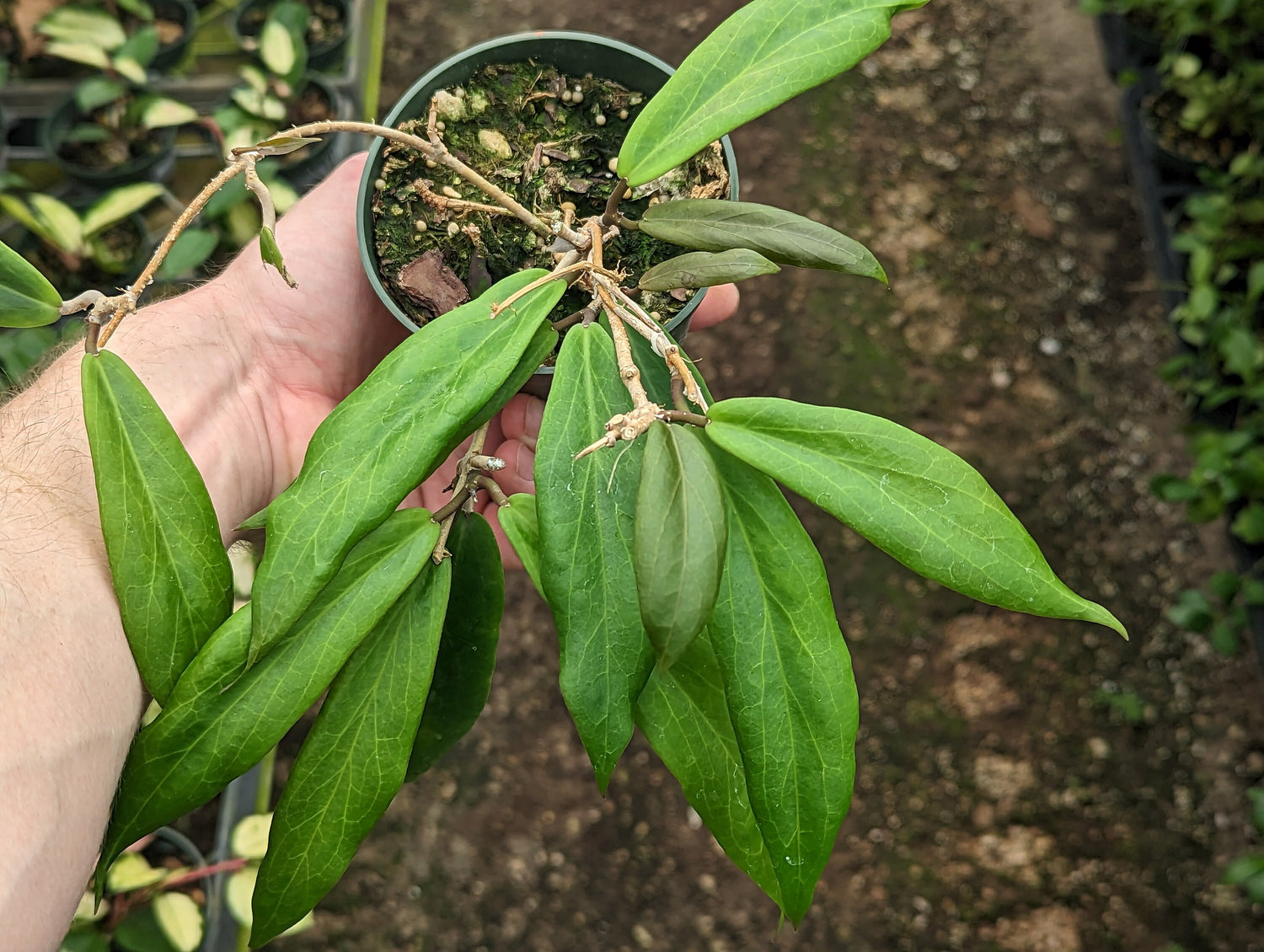 Hoya ilagiorum