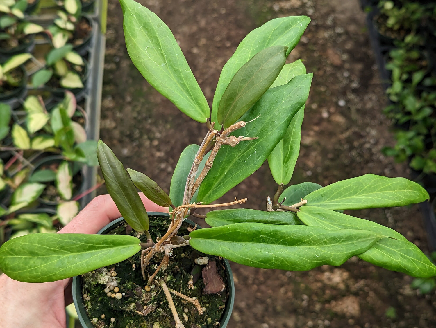Hoya ilagiorum