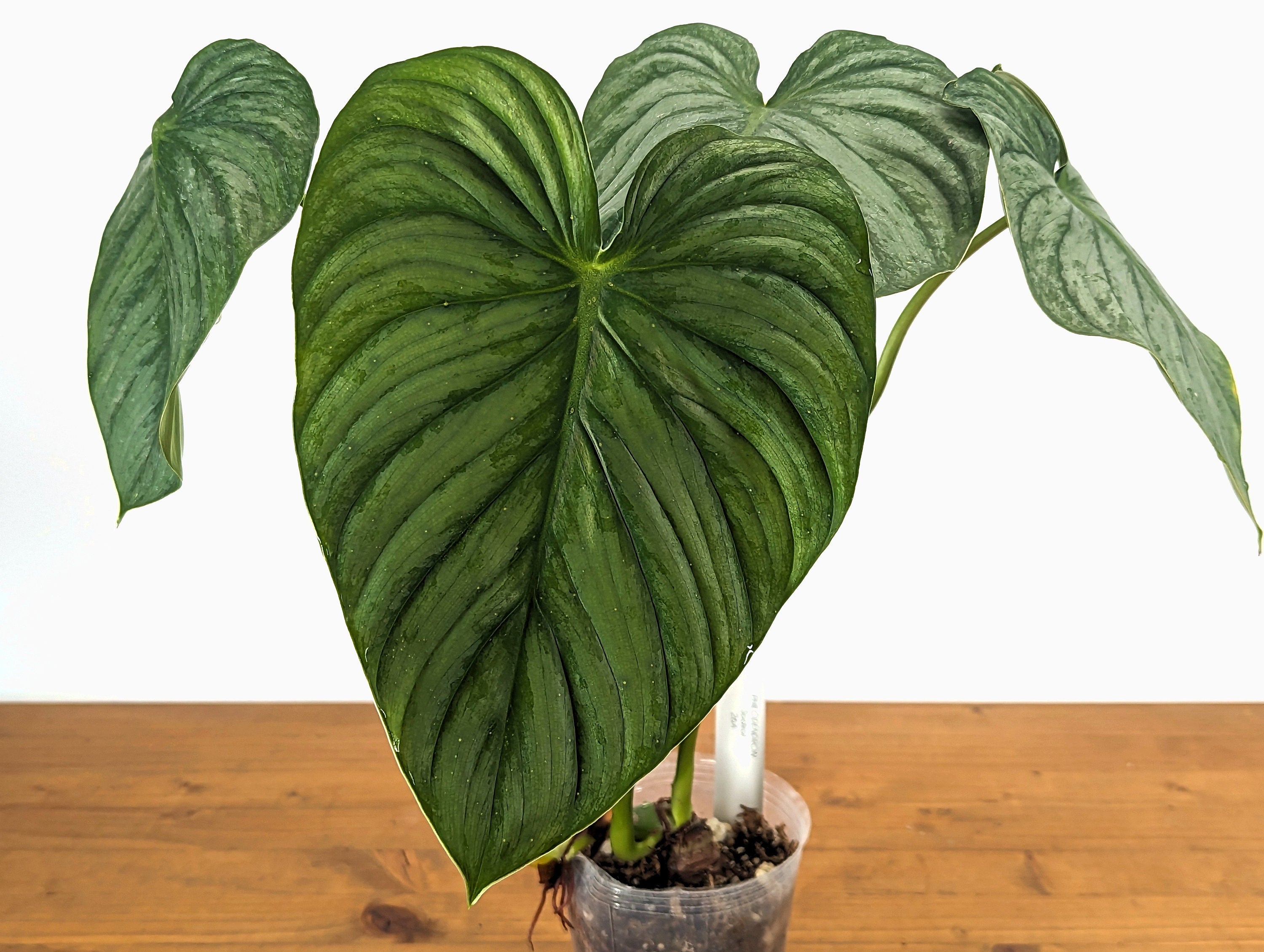 Philodendron Sodiroi aff