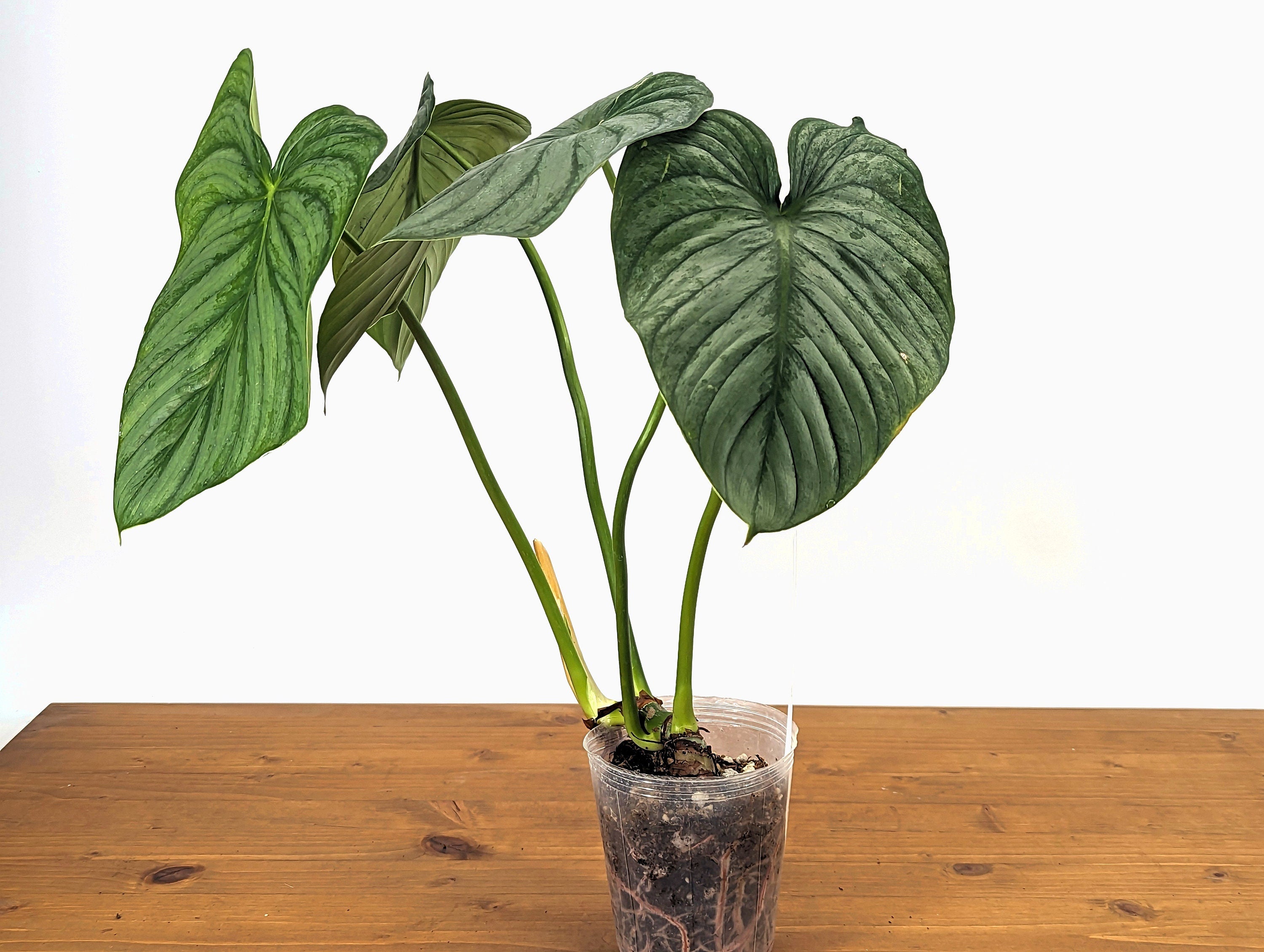 Philodendron Sodiroi aff