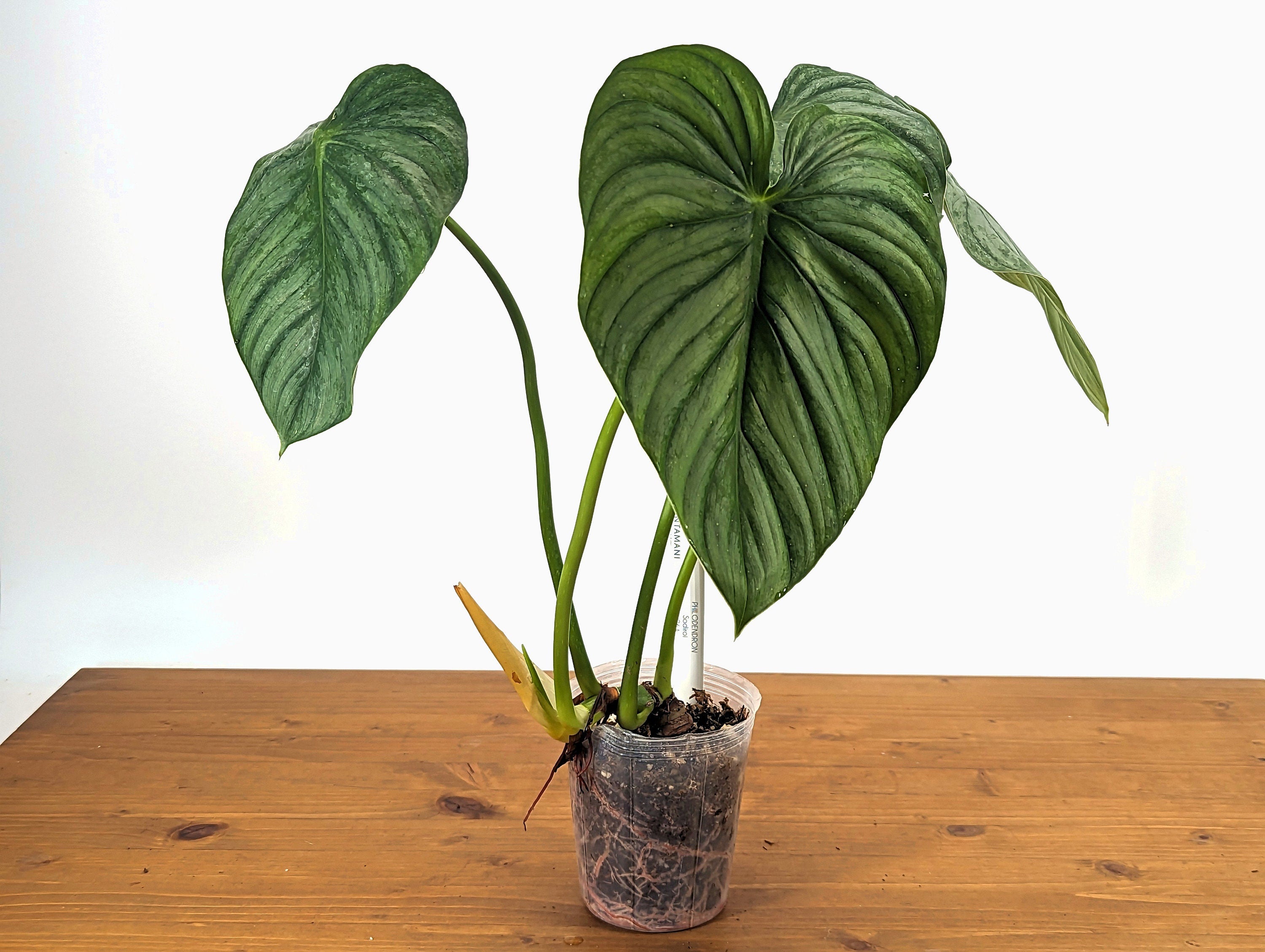 Philodendron Sodiroi aff