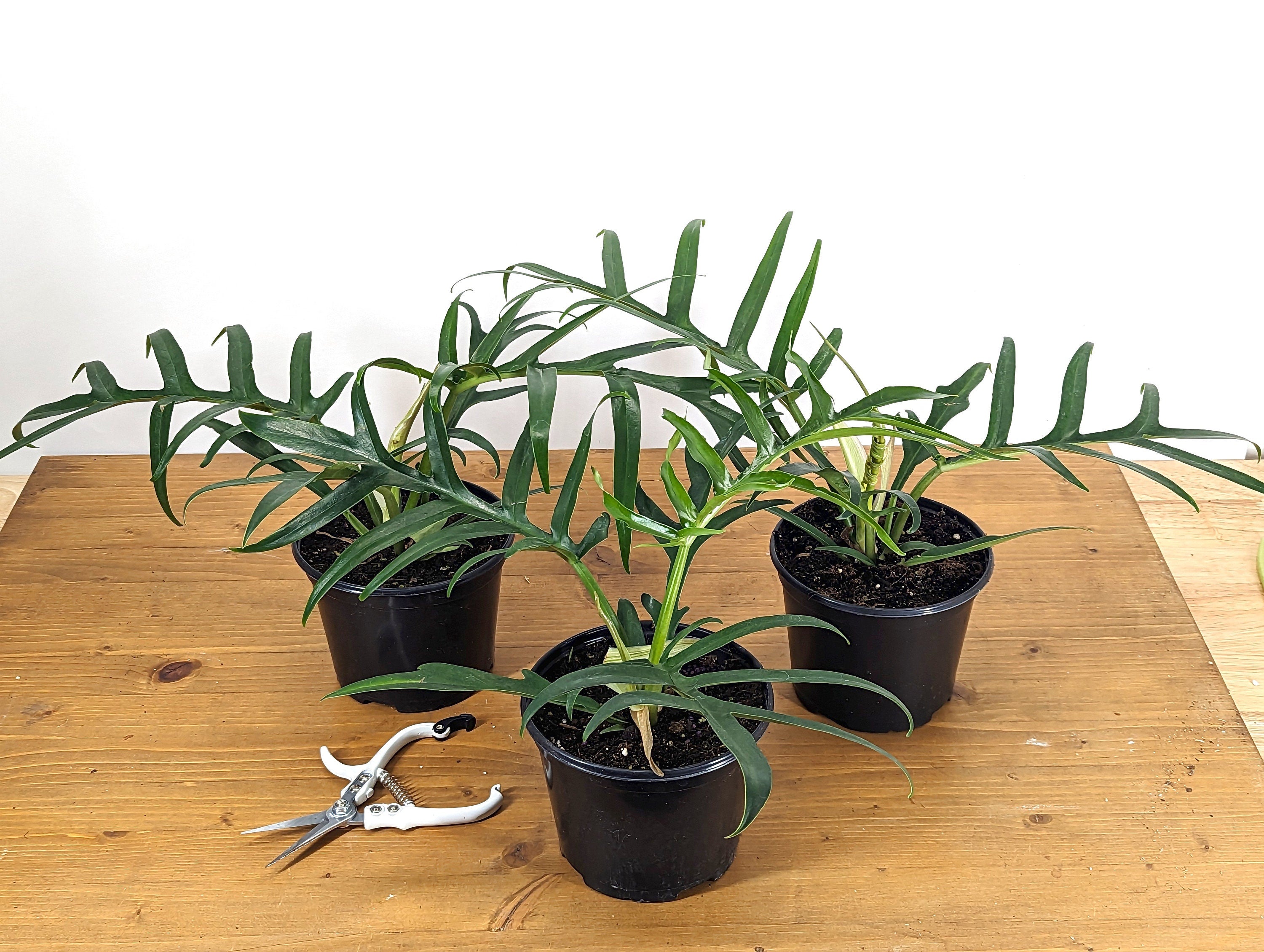 Philodendron Tortum Wide Form