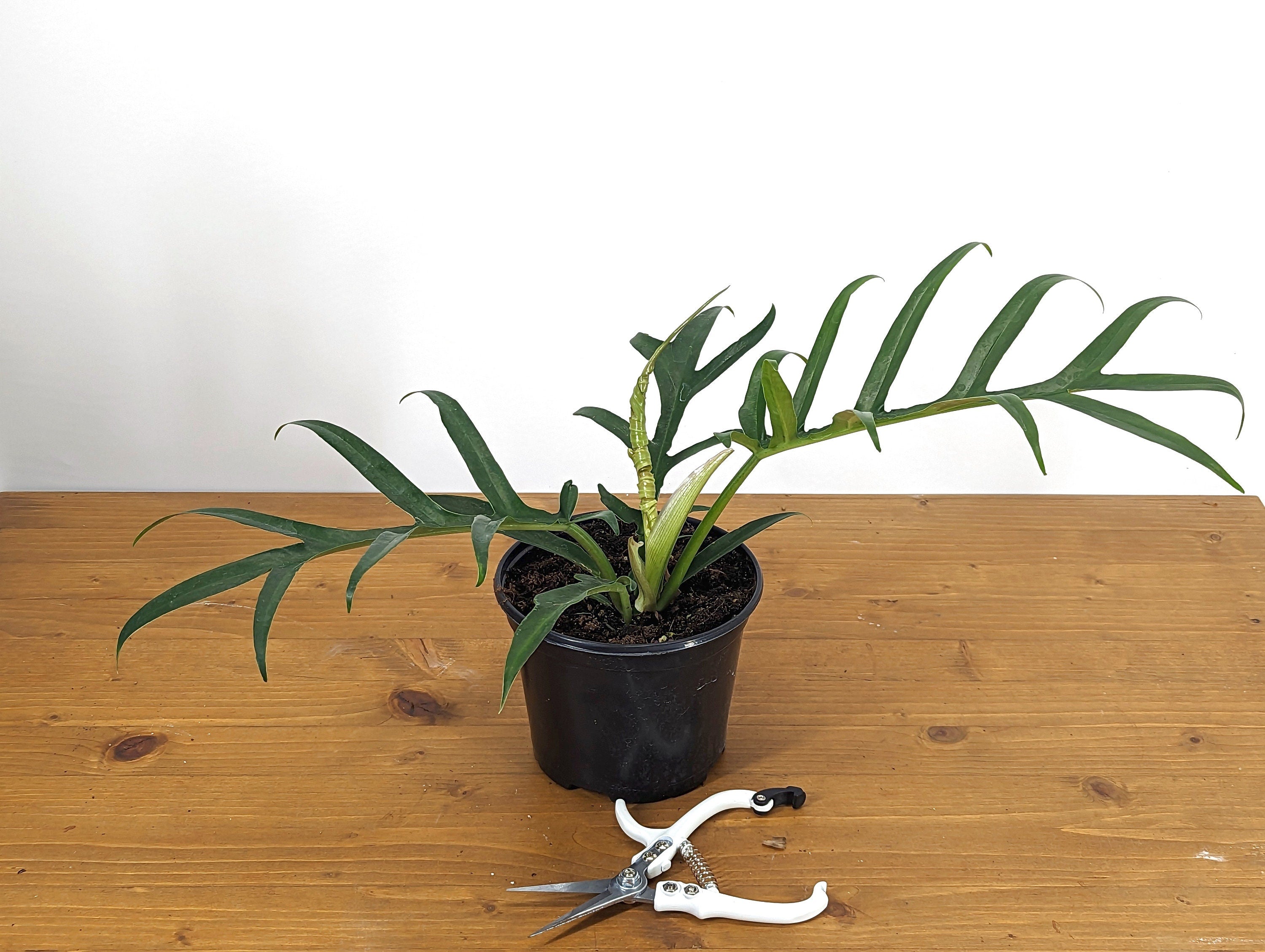 Philodendron Tortum Wide Form