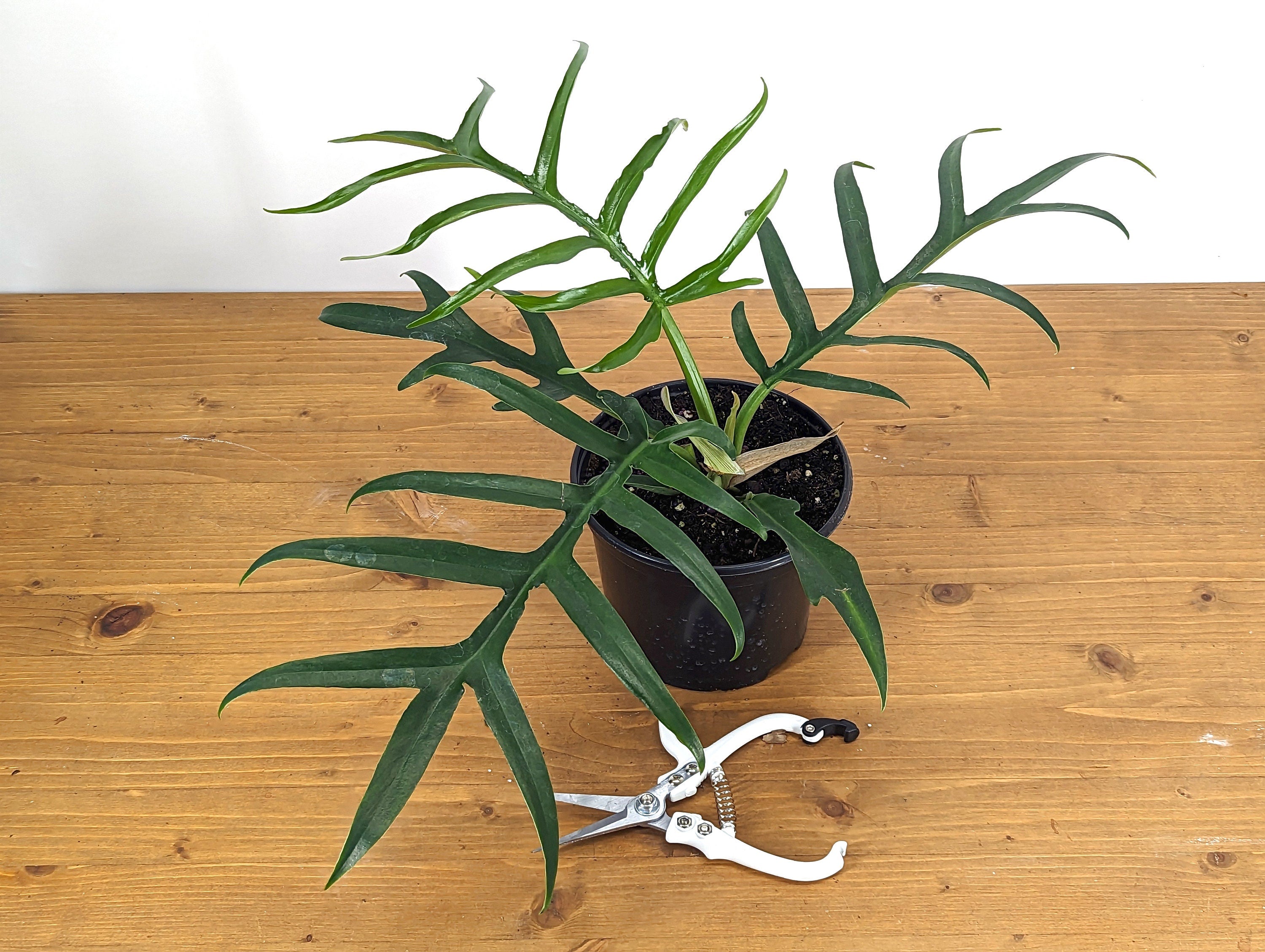 Philodendron Tortum Wide Form