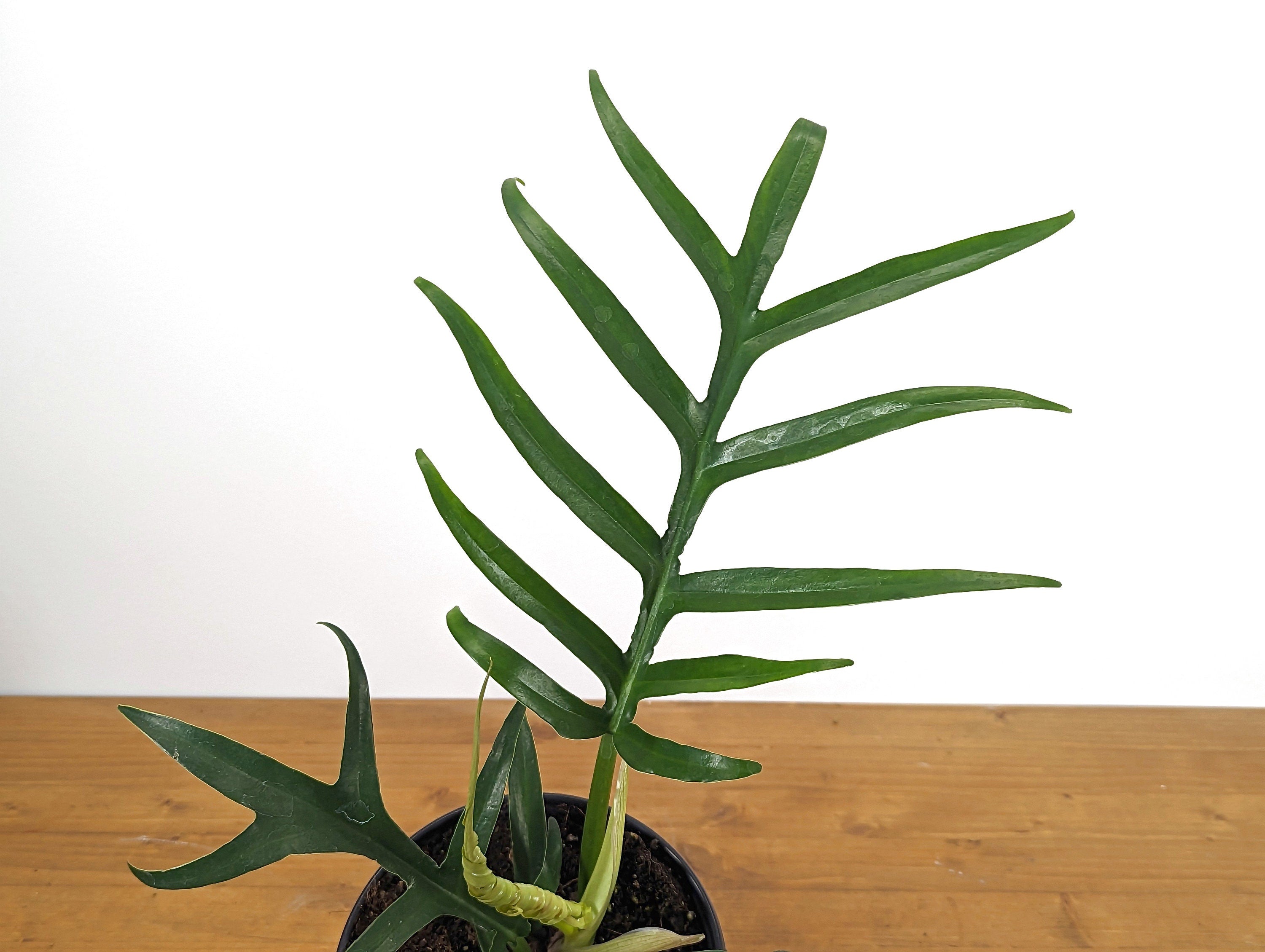 Philodendron Tortum Wide Form