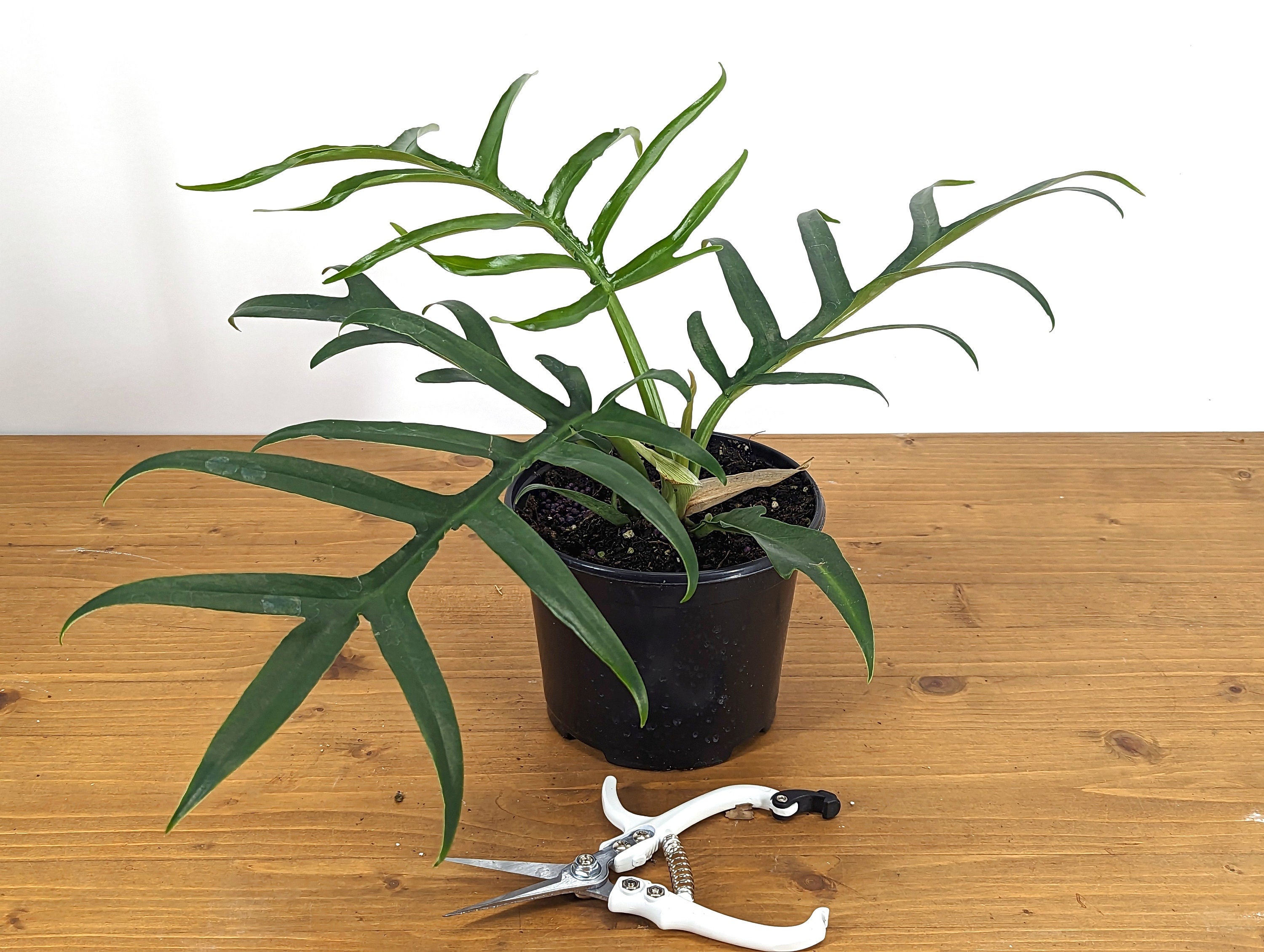 Philodendron Tortum Wide Form