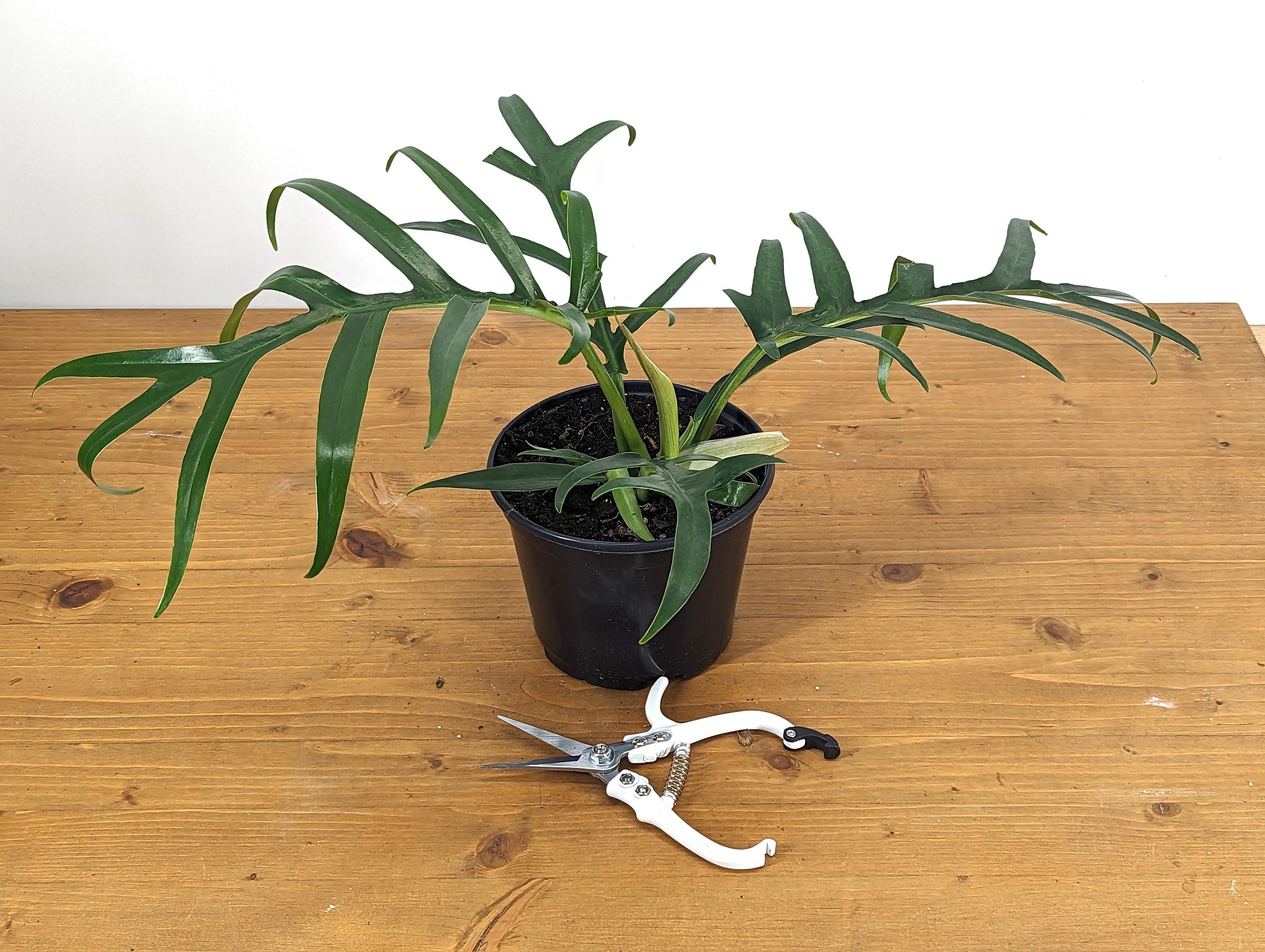 Philodendron Tortum Wide Form