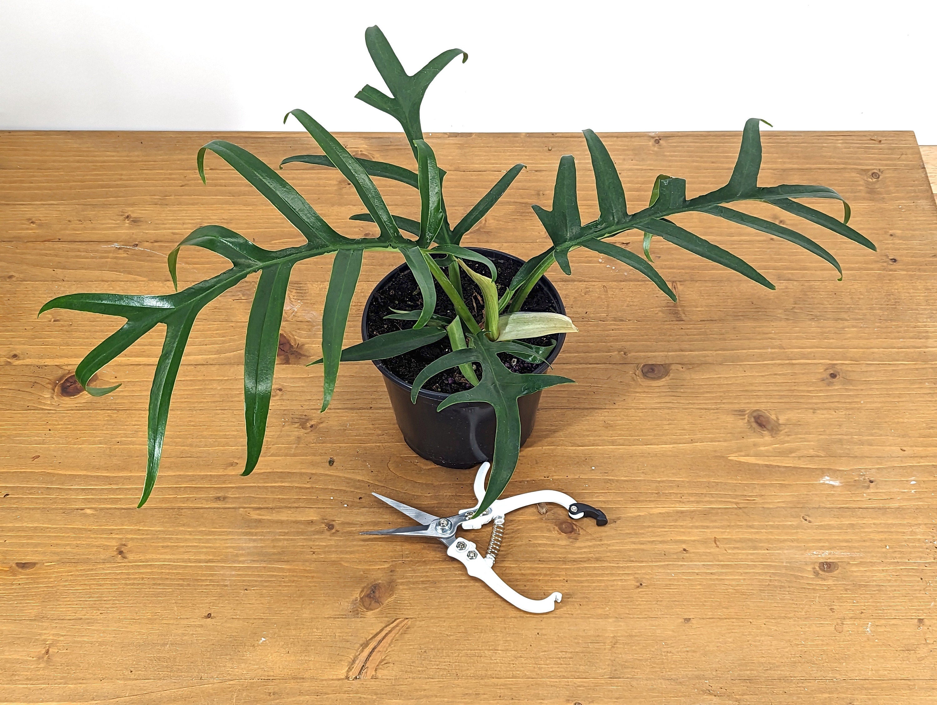 Philodendron Tortum Wide Form